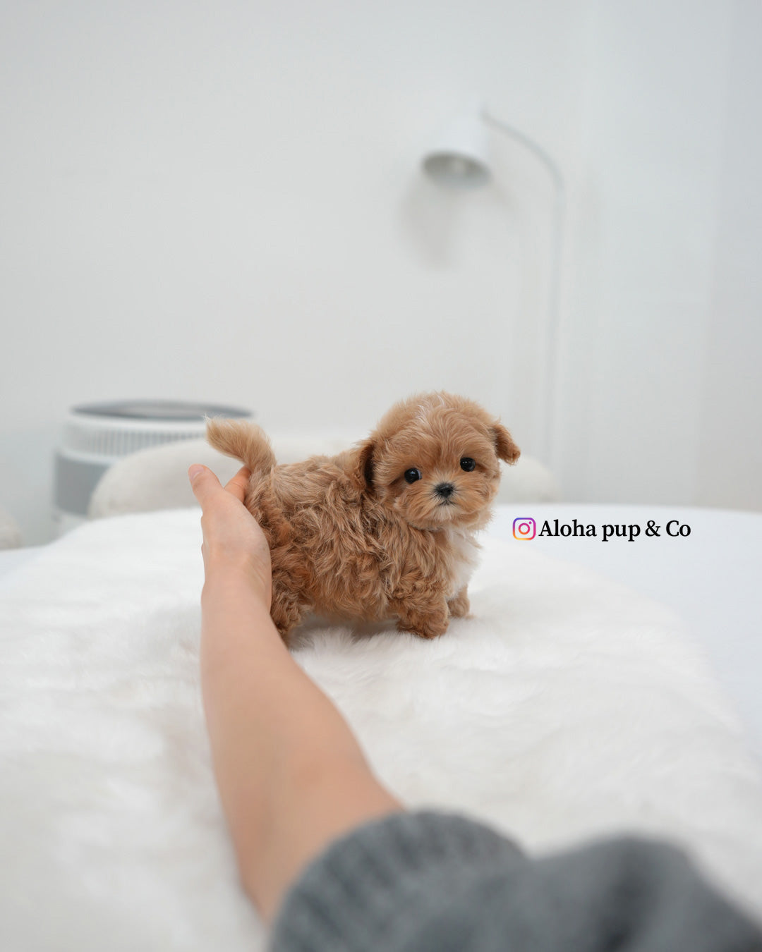 Nala [TEACUP MALTIPOO]