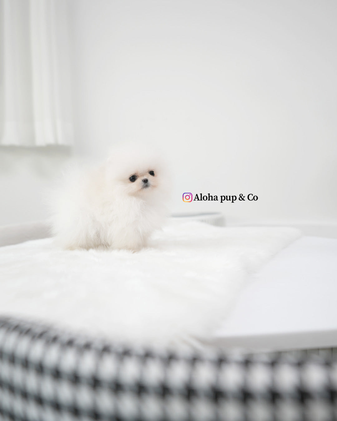 Oliver [POMERANIA TAZA DE TÉ]