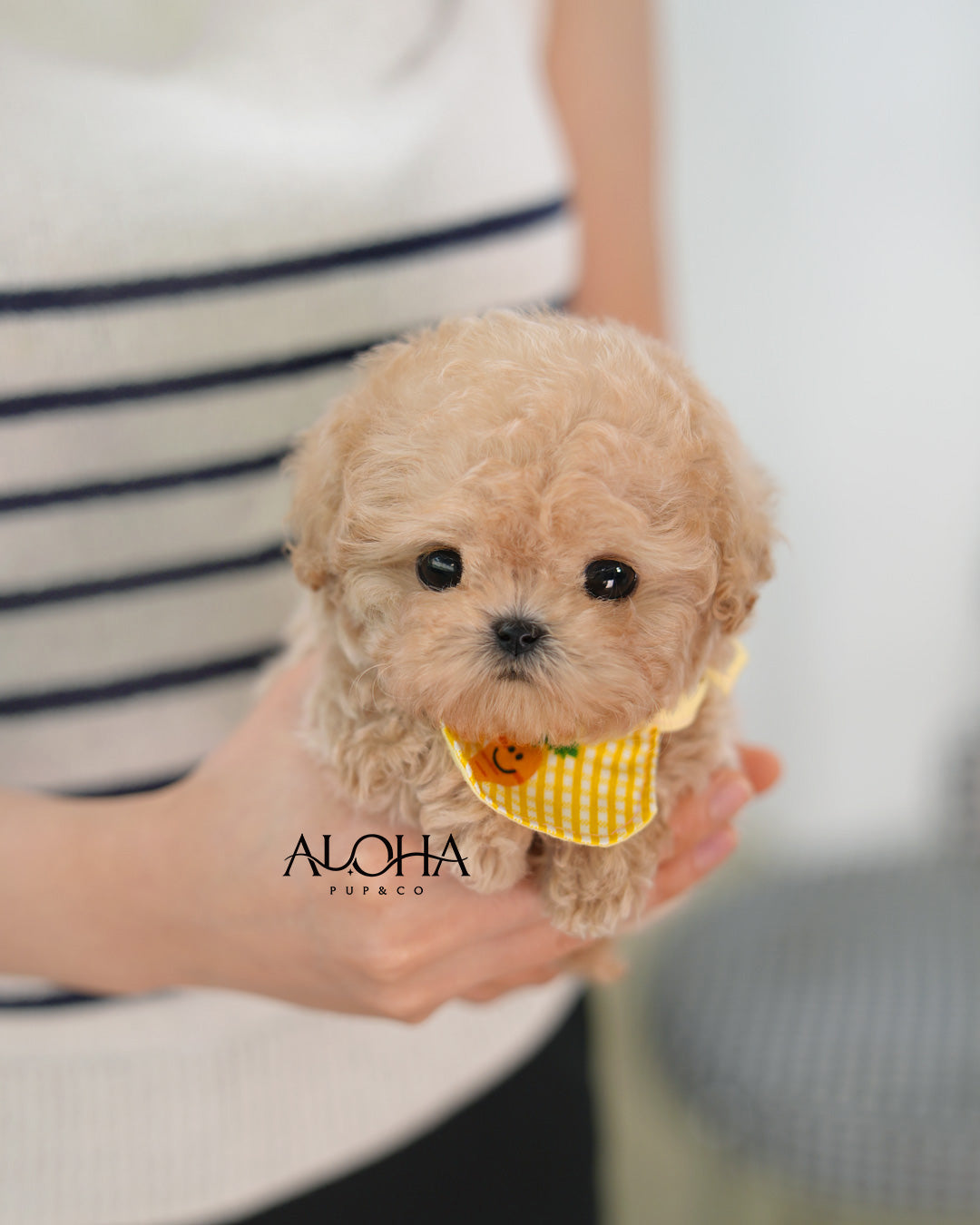 Liv [TEACUP POODLE]
