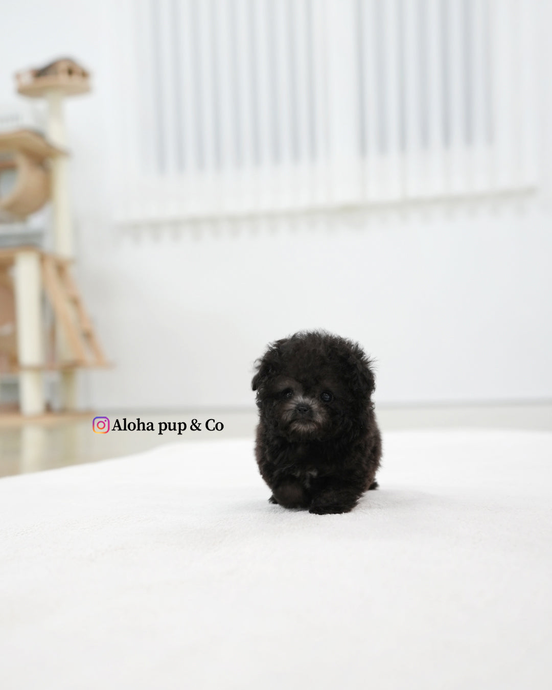Bubu [TEACUP POODLE]