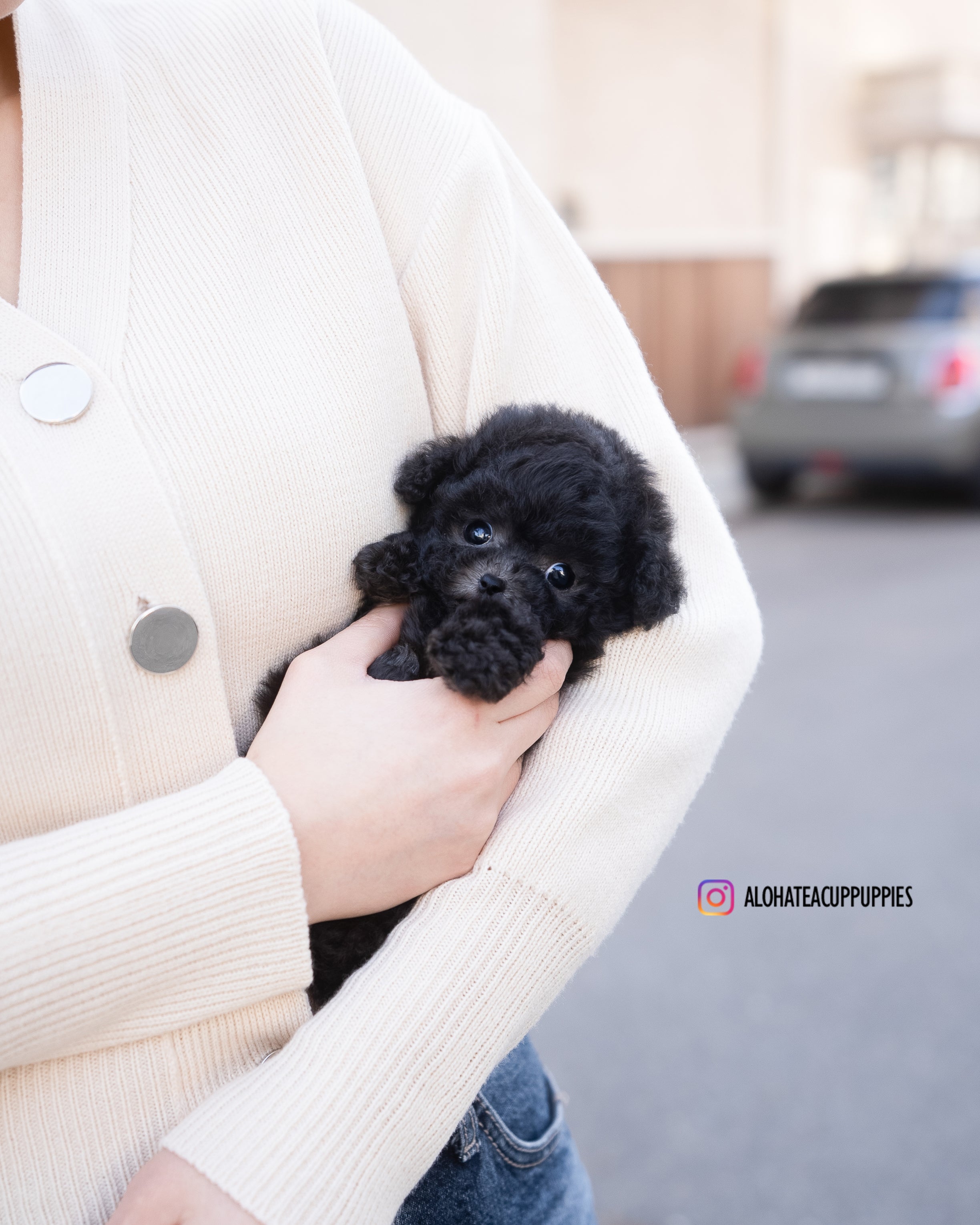 Cha [TEACUP POODLE]