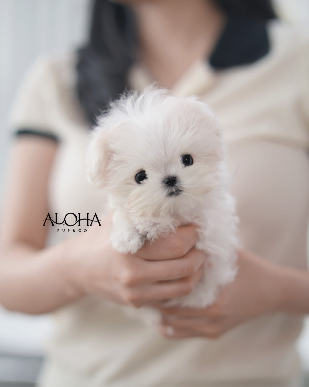 Gino [TEACUP Maltese]