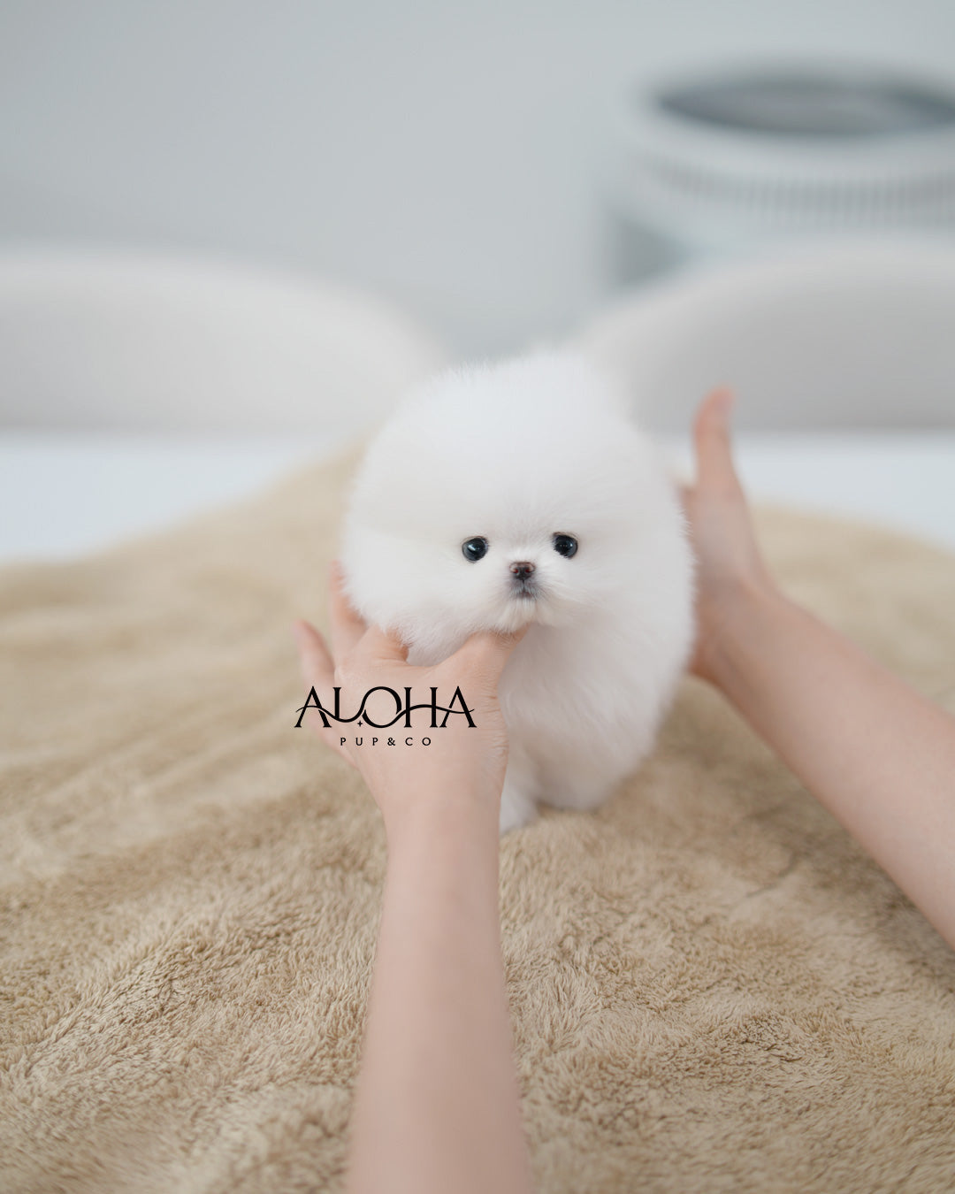 Anna [TEACUP POMERANIAN]