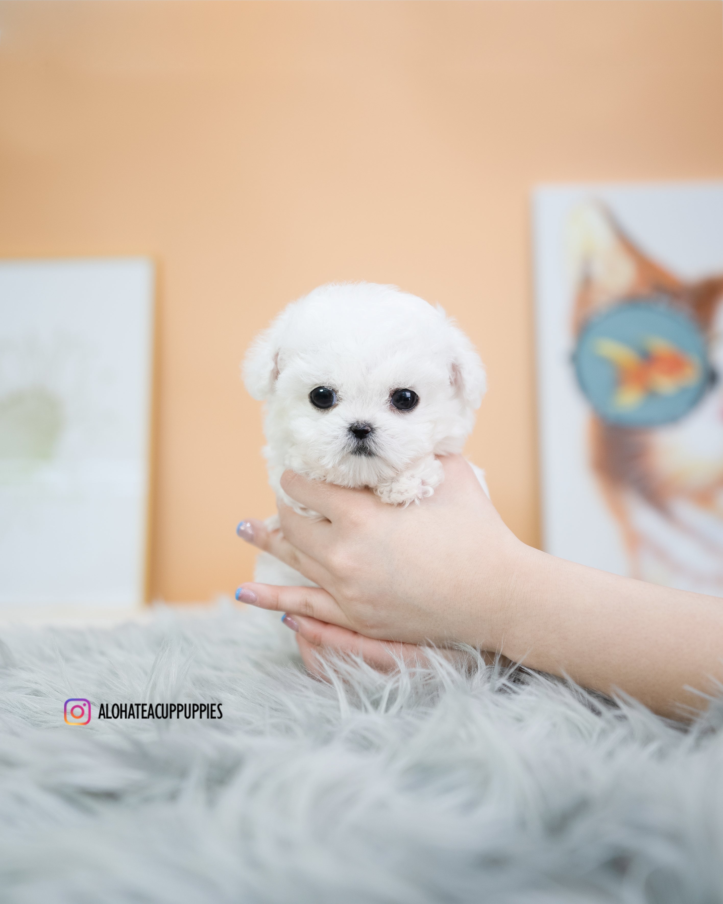 kiko [TEACUP BICHON]