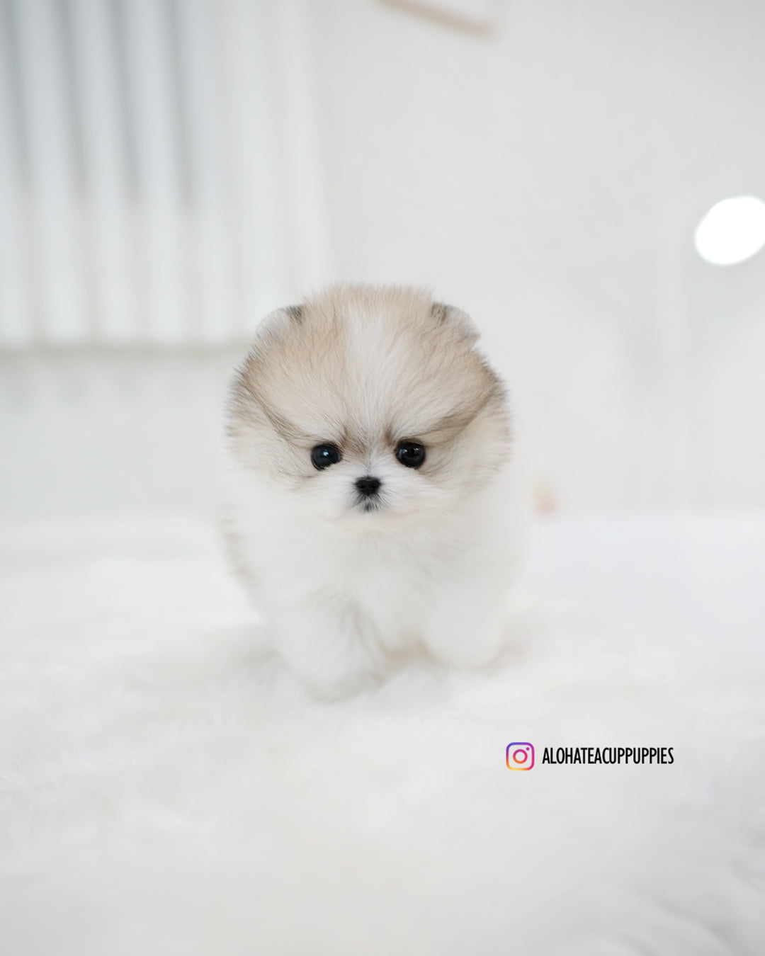 Flora [POMERANIA TAZA DE TÉ]