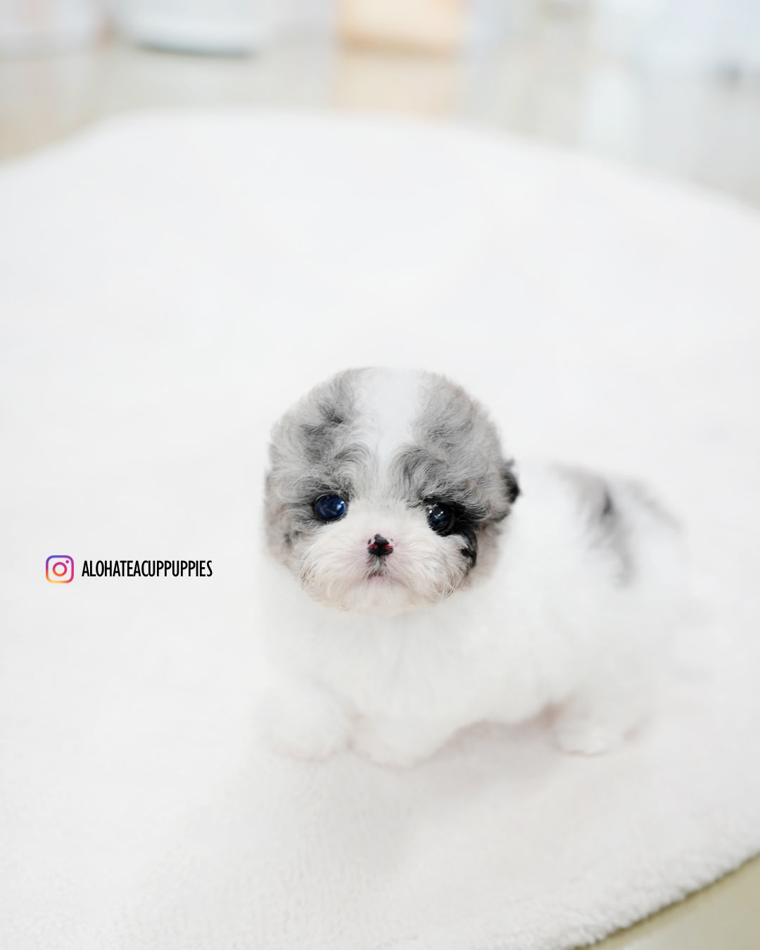 Chloe [TEACUP MALTIPOO]