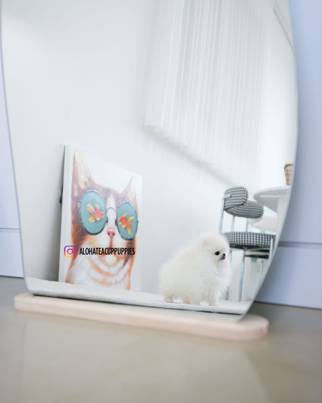 Leche [POMERANIA TAZA DE TÉ]