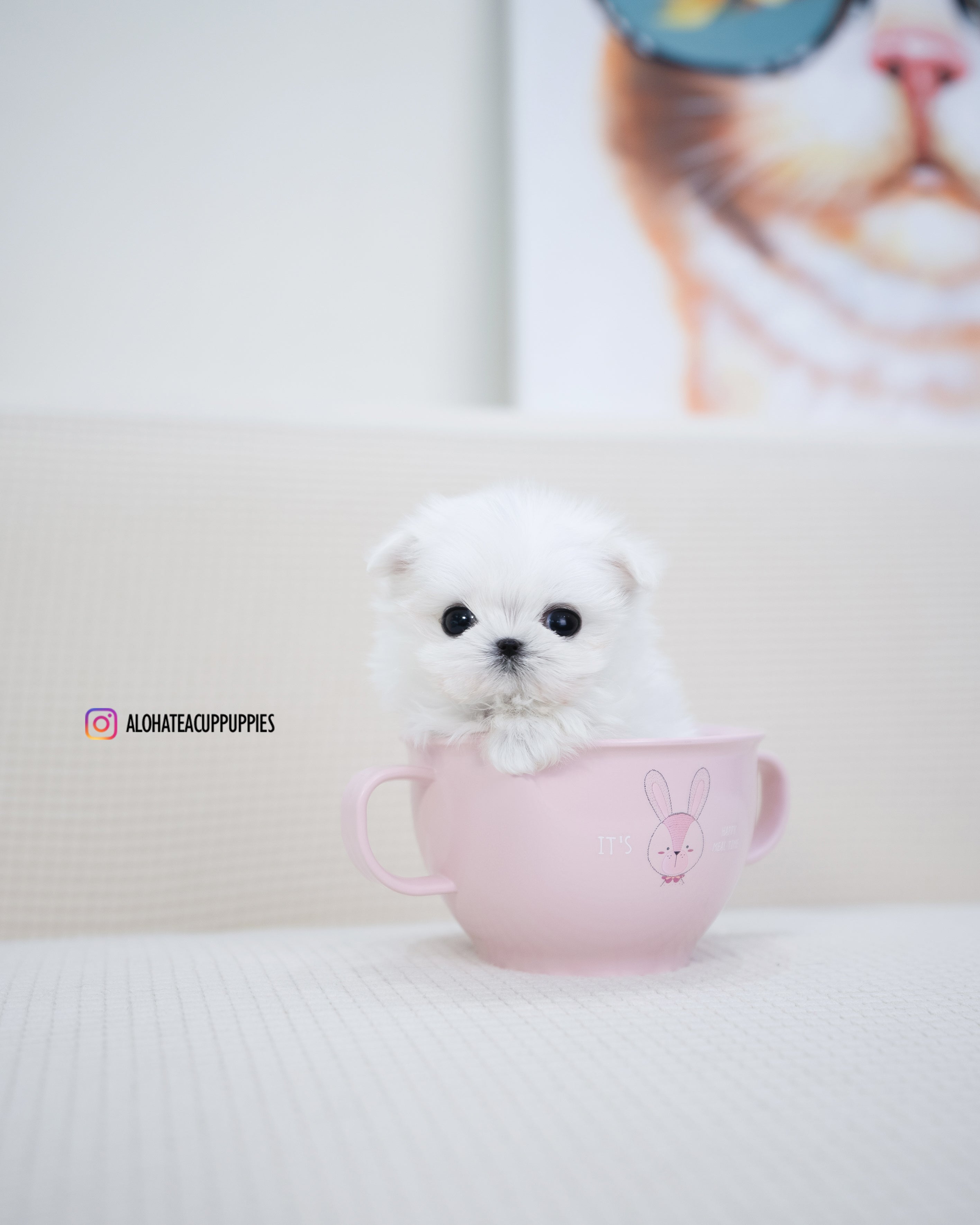Dior [TEACUP MALTESE]