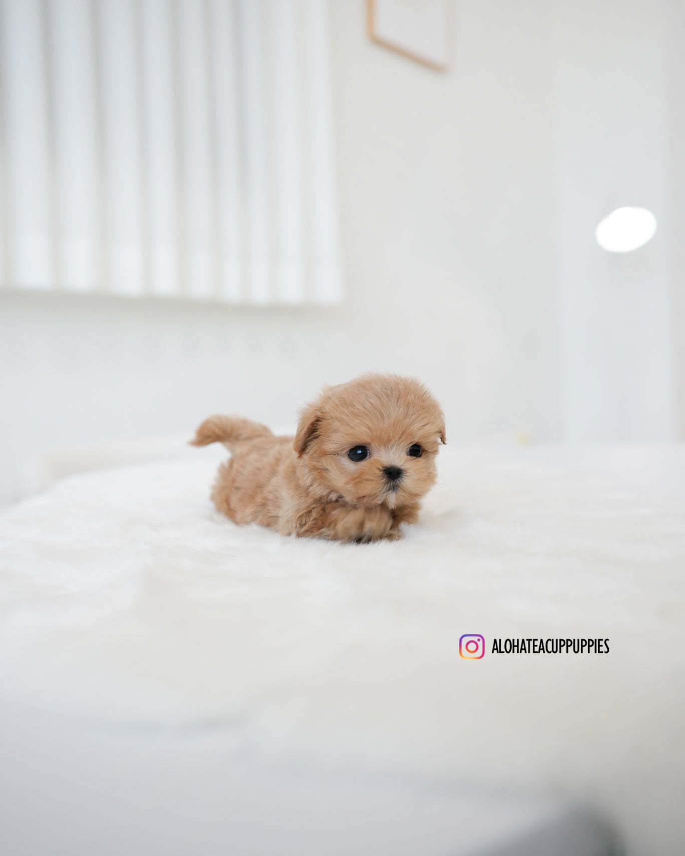 Muffin [TEACUP MALTIPOO]