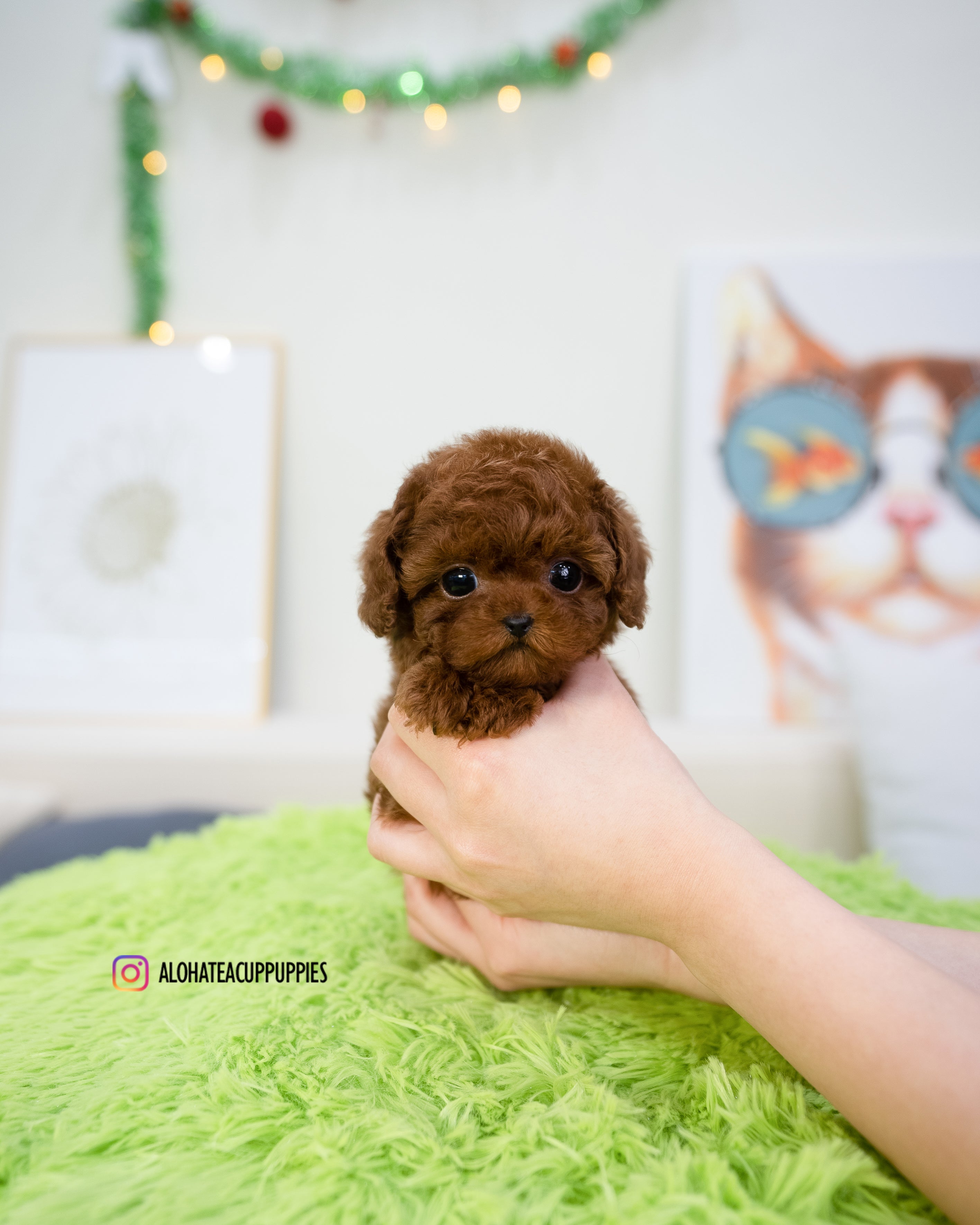Cora [TEACUP POODLE]