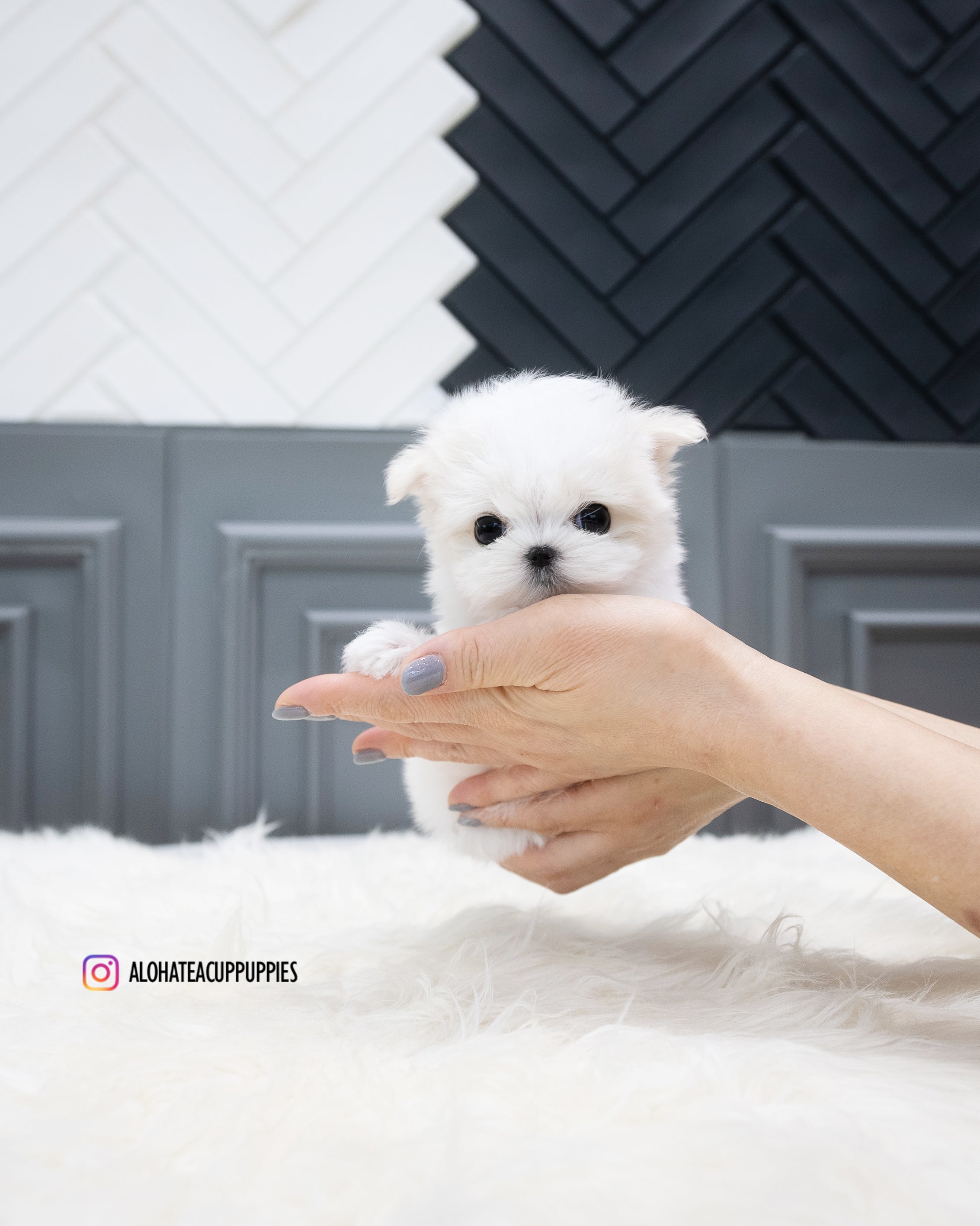 Will [TEACUP MALTESE]
