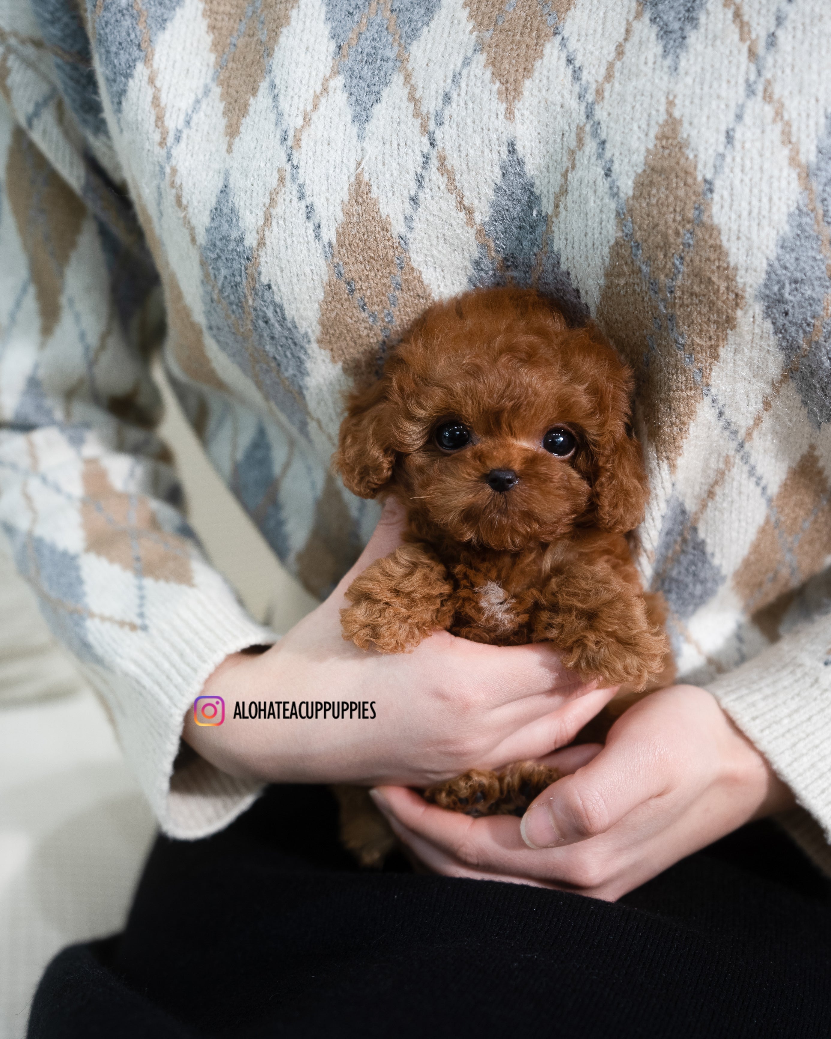 Dion [TEACUP POODLE]
