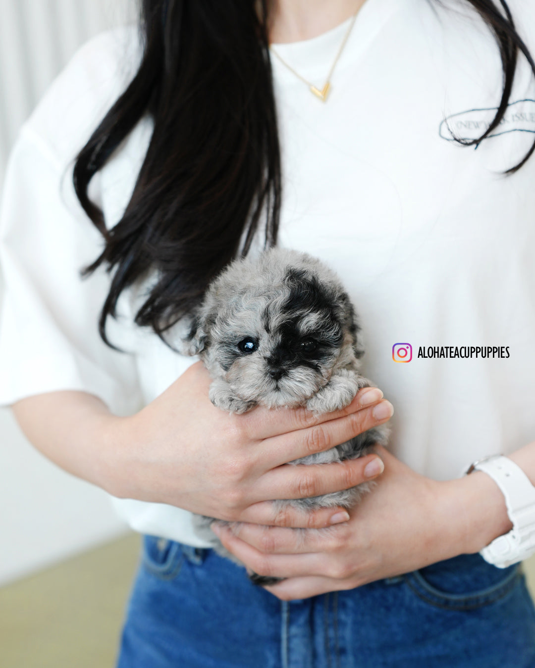 Moon [TEACUP POODLE]
