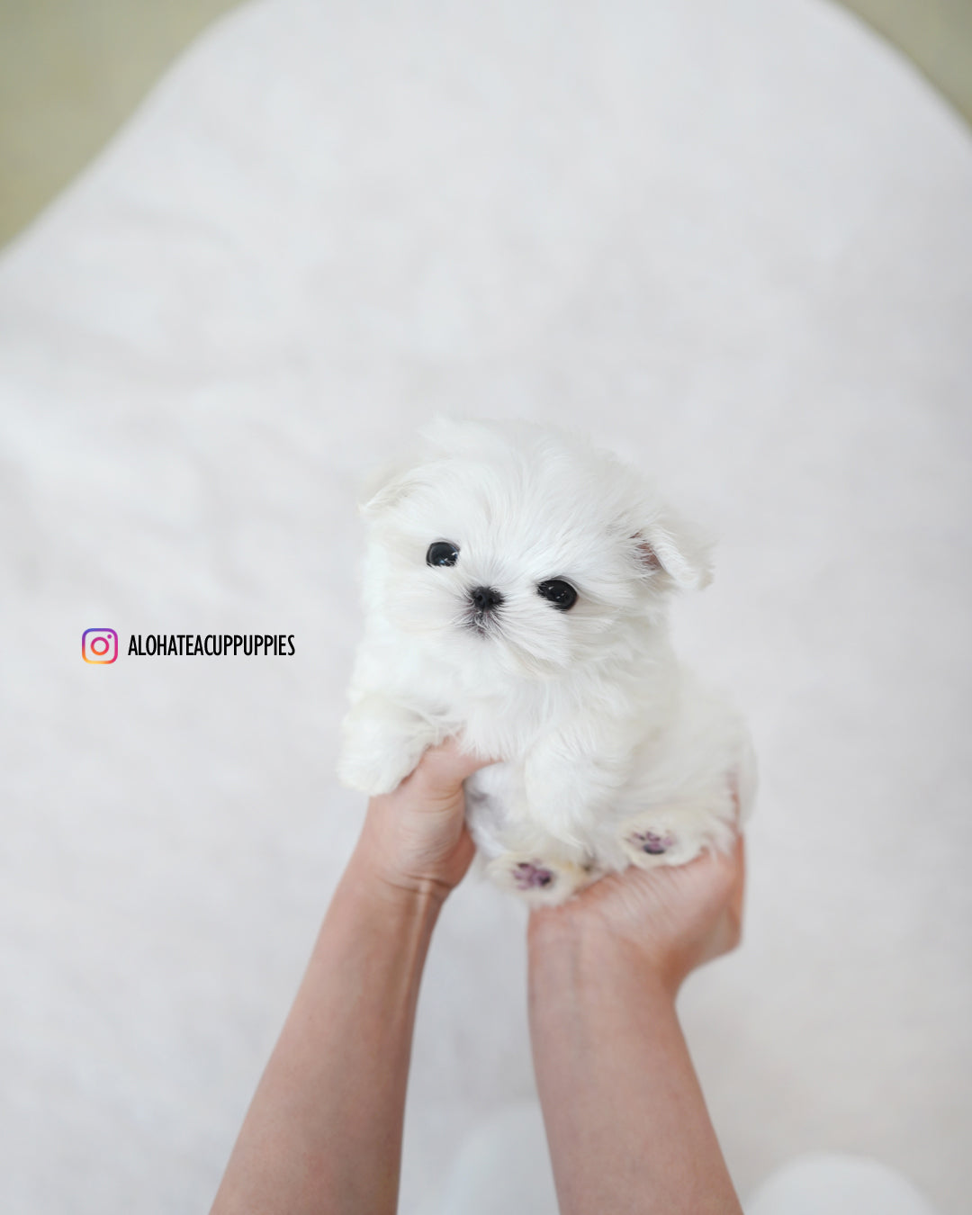 Rui [TEACUP MALTESE]