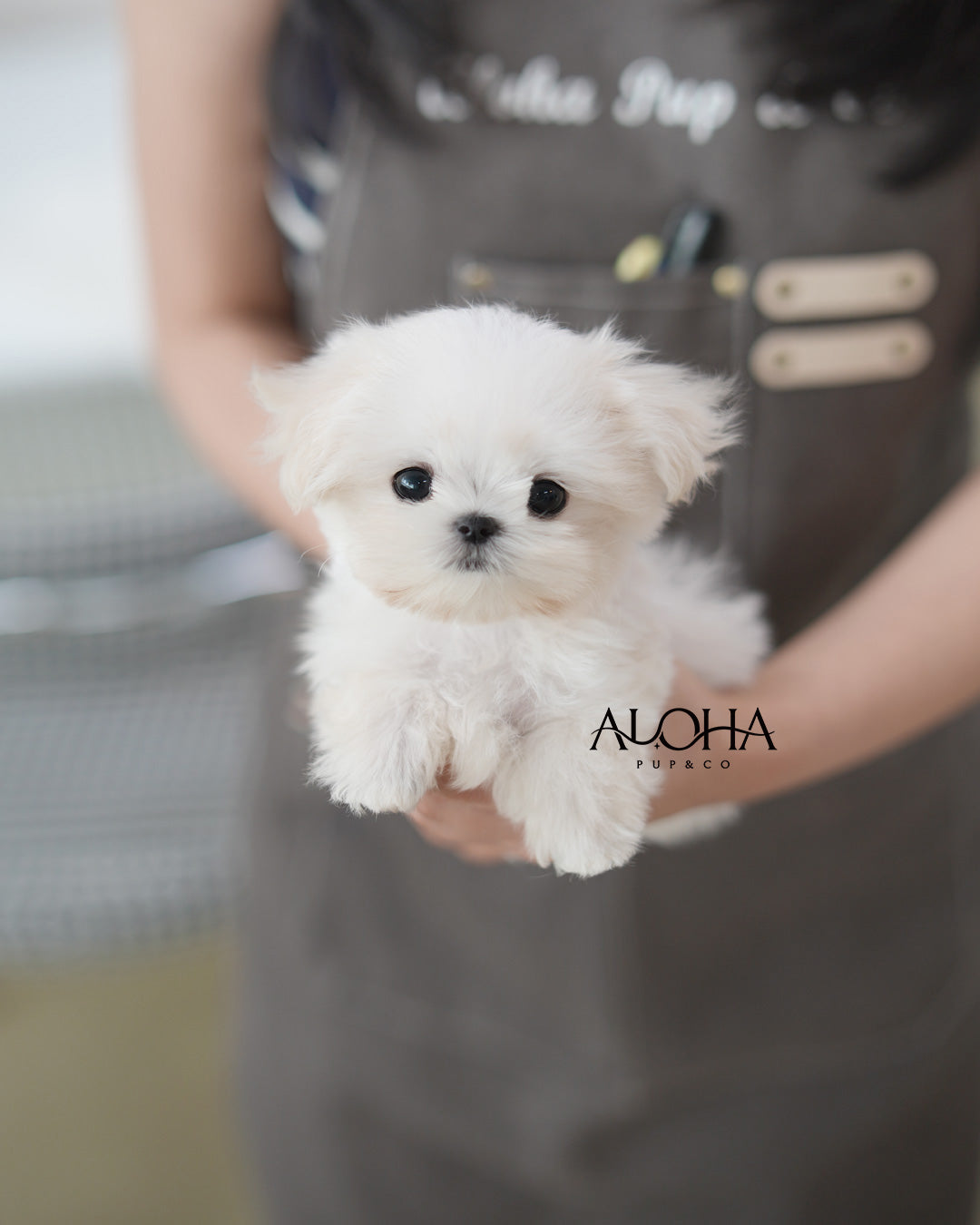Rudy [TEACUP Maltese]