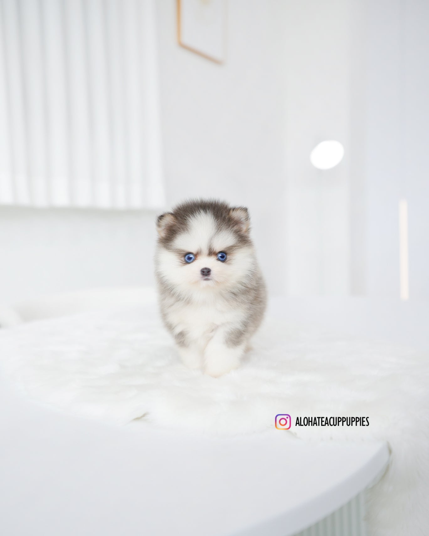 Elsa [POMSKY MINIATURA]