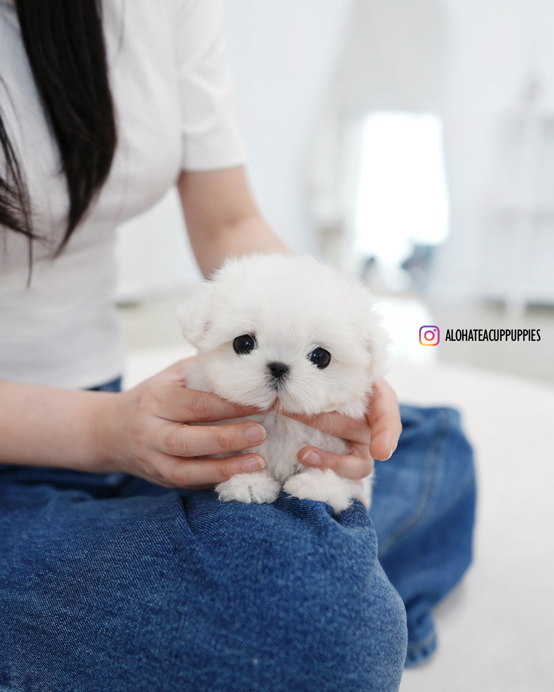 Tiki [TEACUP MALTESE]