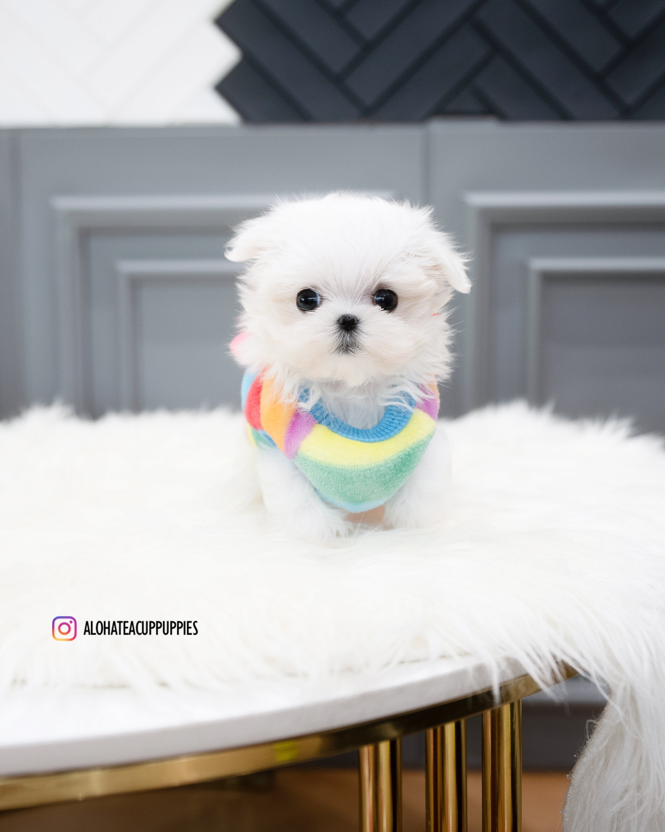 Rosie [TEACUP MALTESE]
