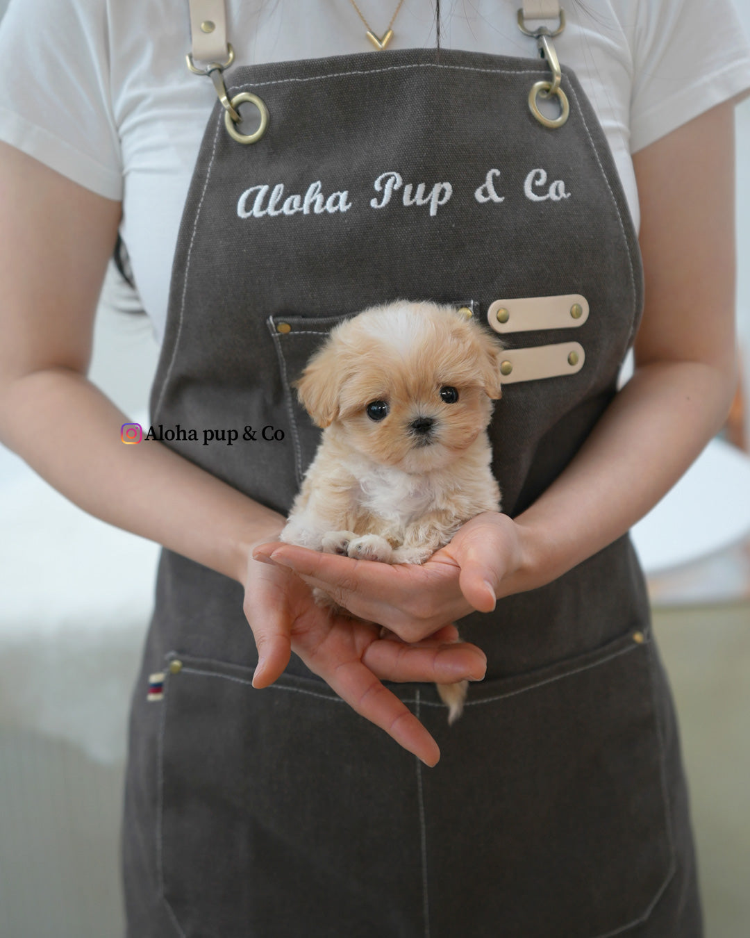 Rio [TEACUP MALTIPOO]