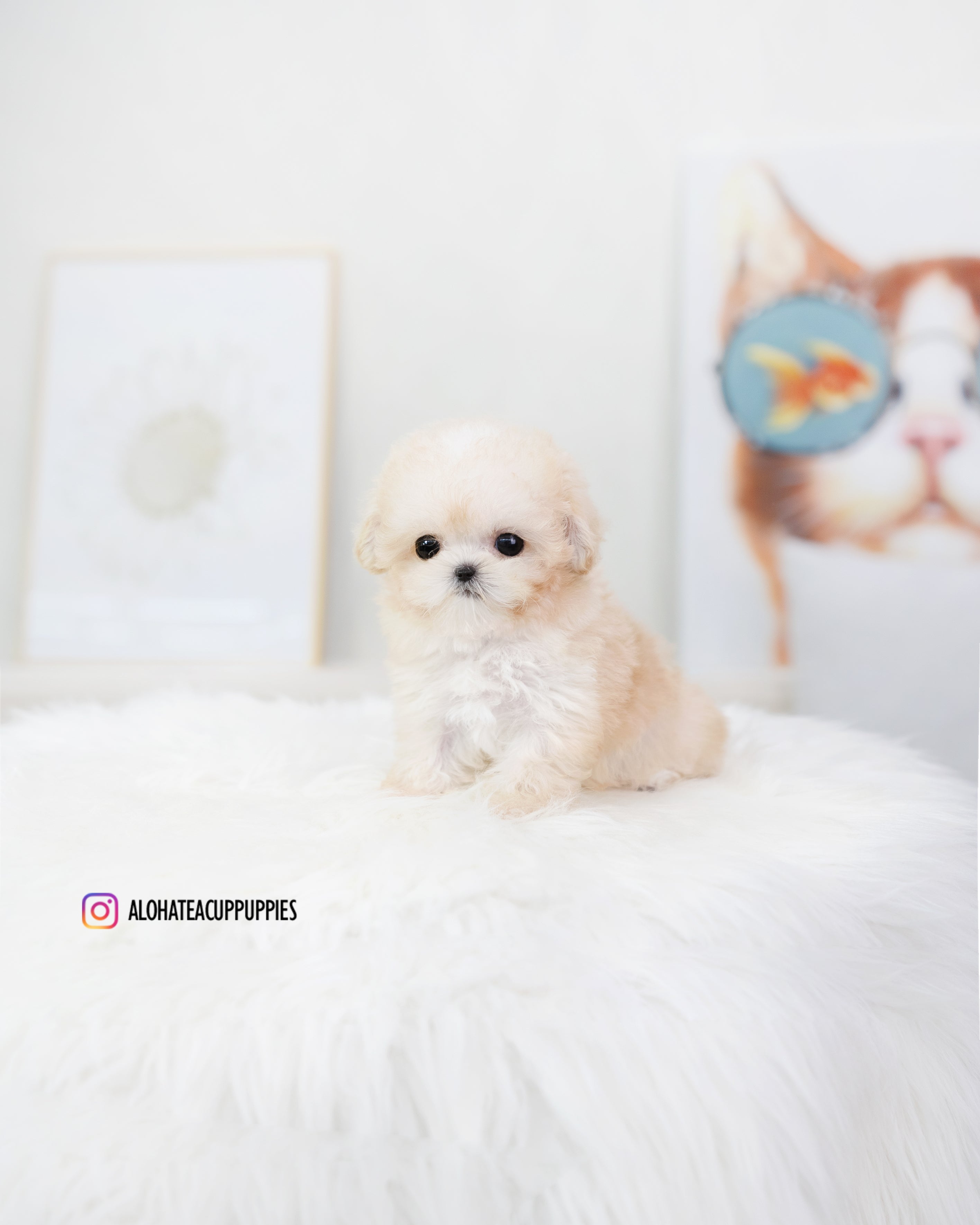 Son [TEACUP POODLE]