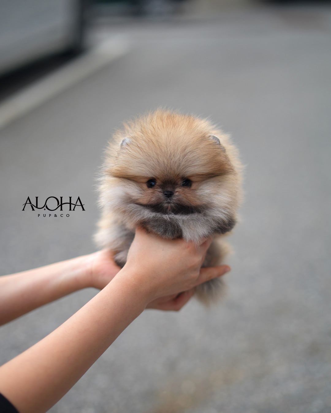 Celine [TEACUP POMERANIAN]