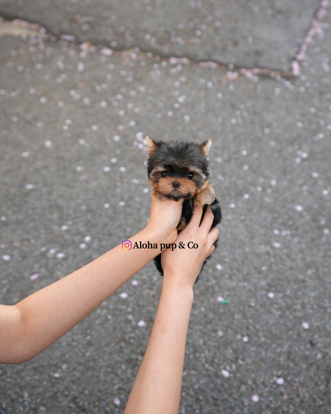 Sia [Teacup Yorkie]