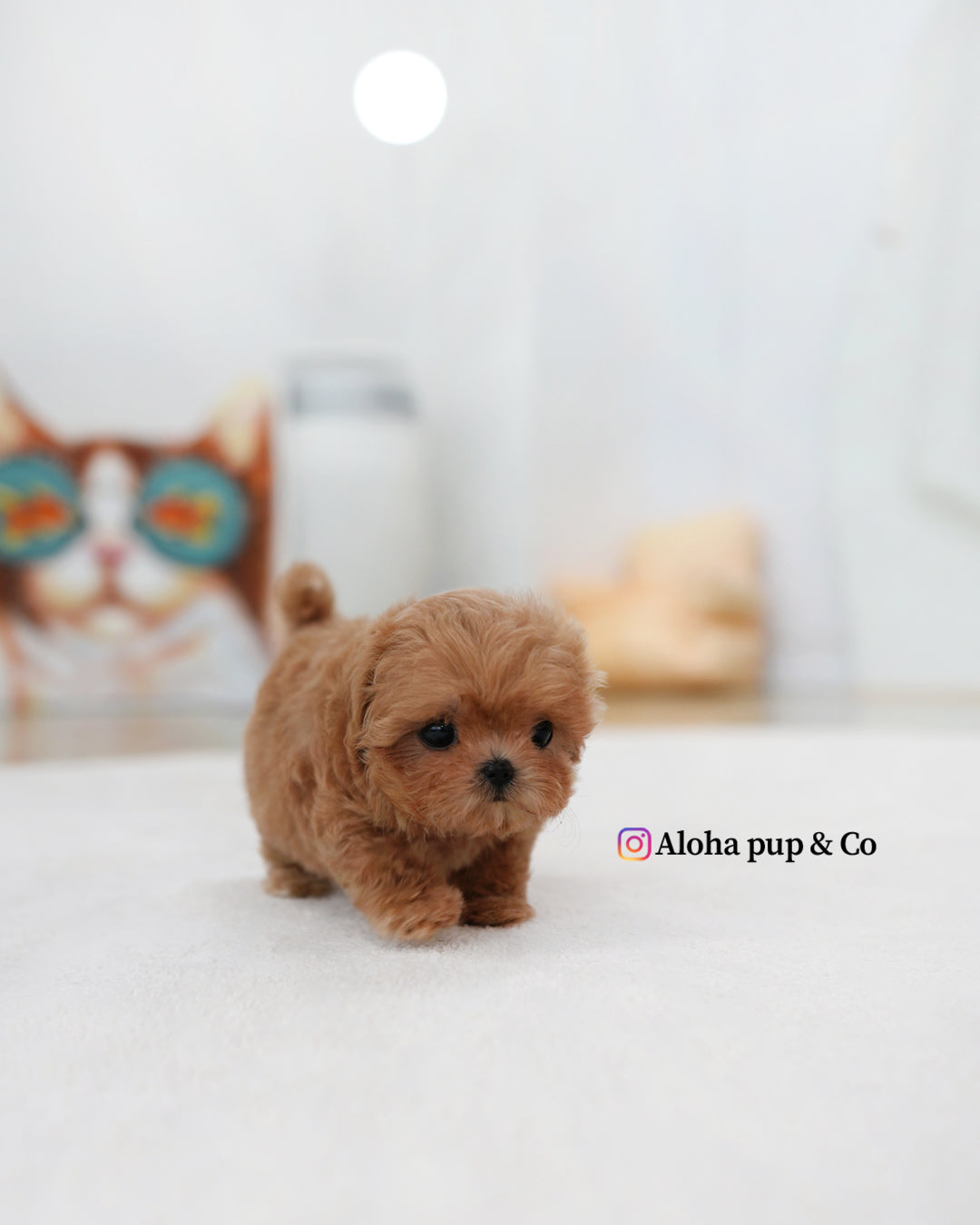 Gia [TEACUP MALTIPOO]