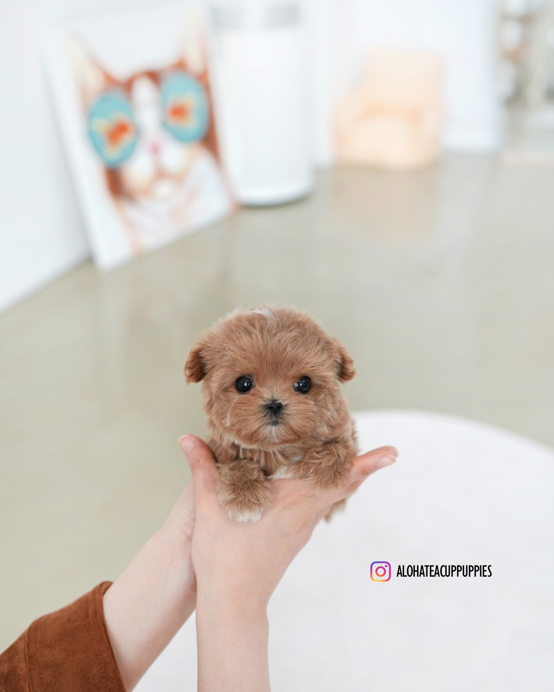 Vivian [TEACUP MALTIPOO]