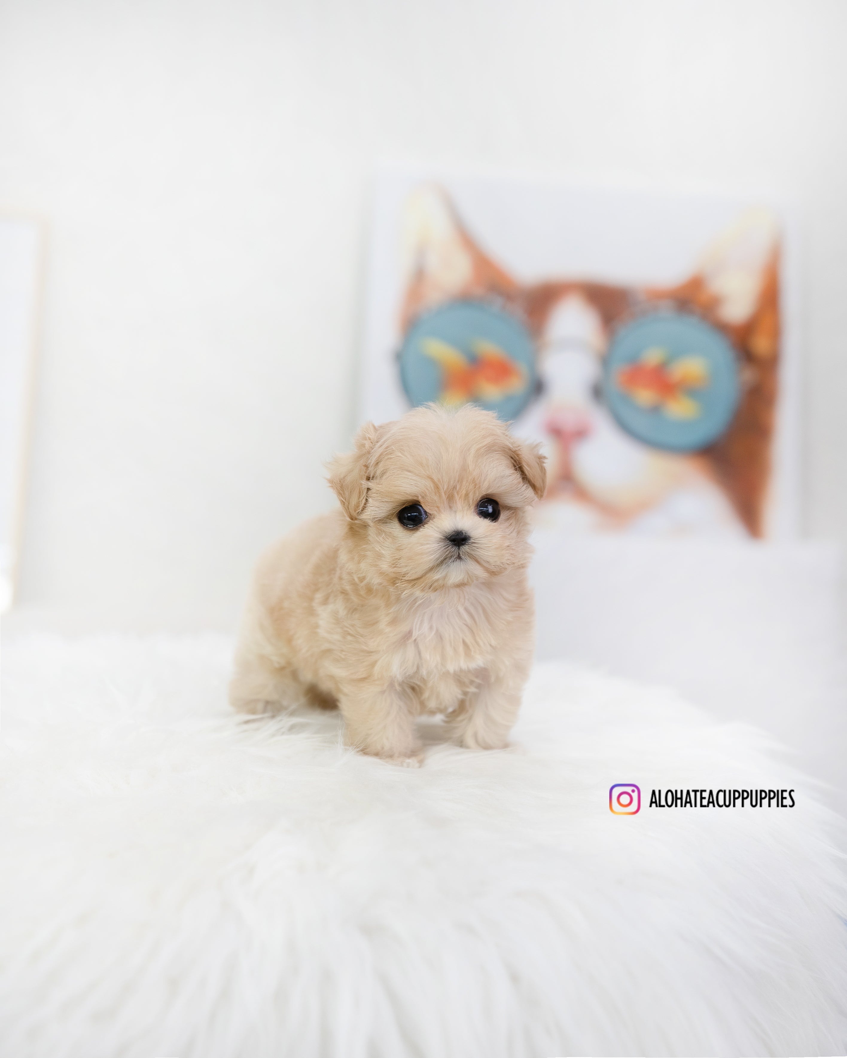 Romio [TEACUP MALTIPOO]