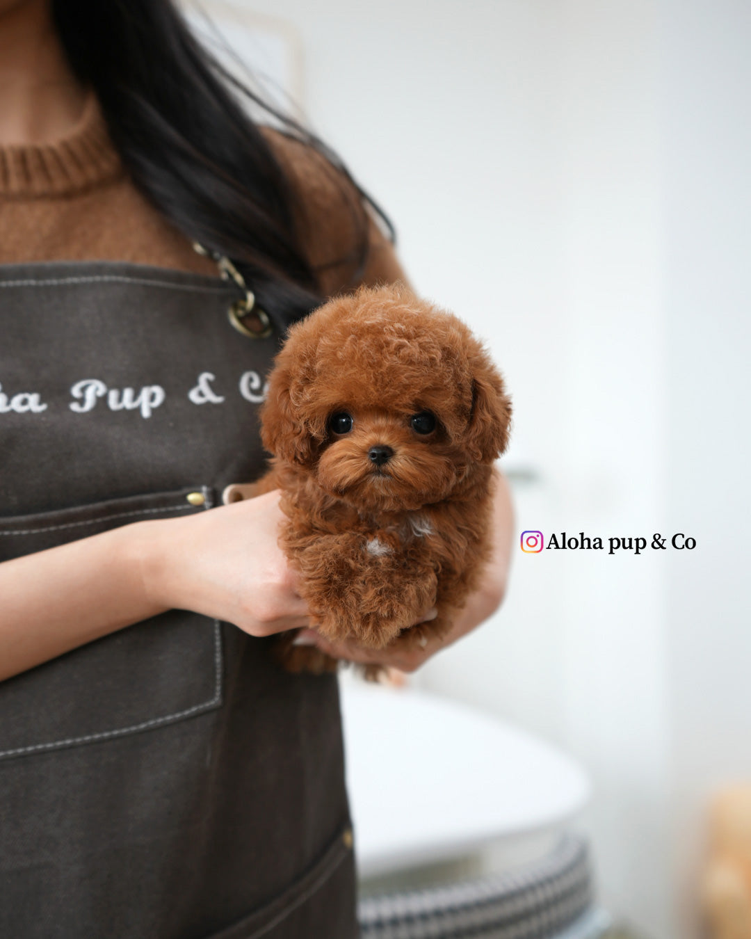 Jelly [TEACUP MALTIPOO]