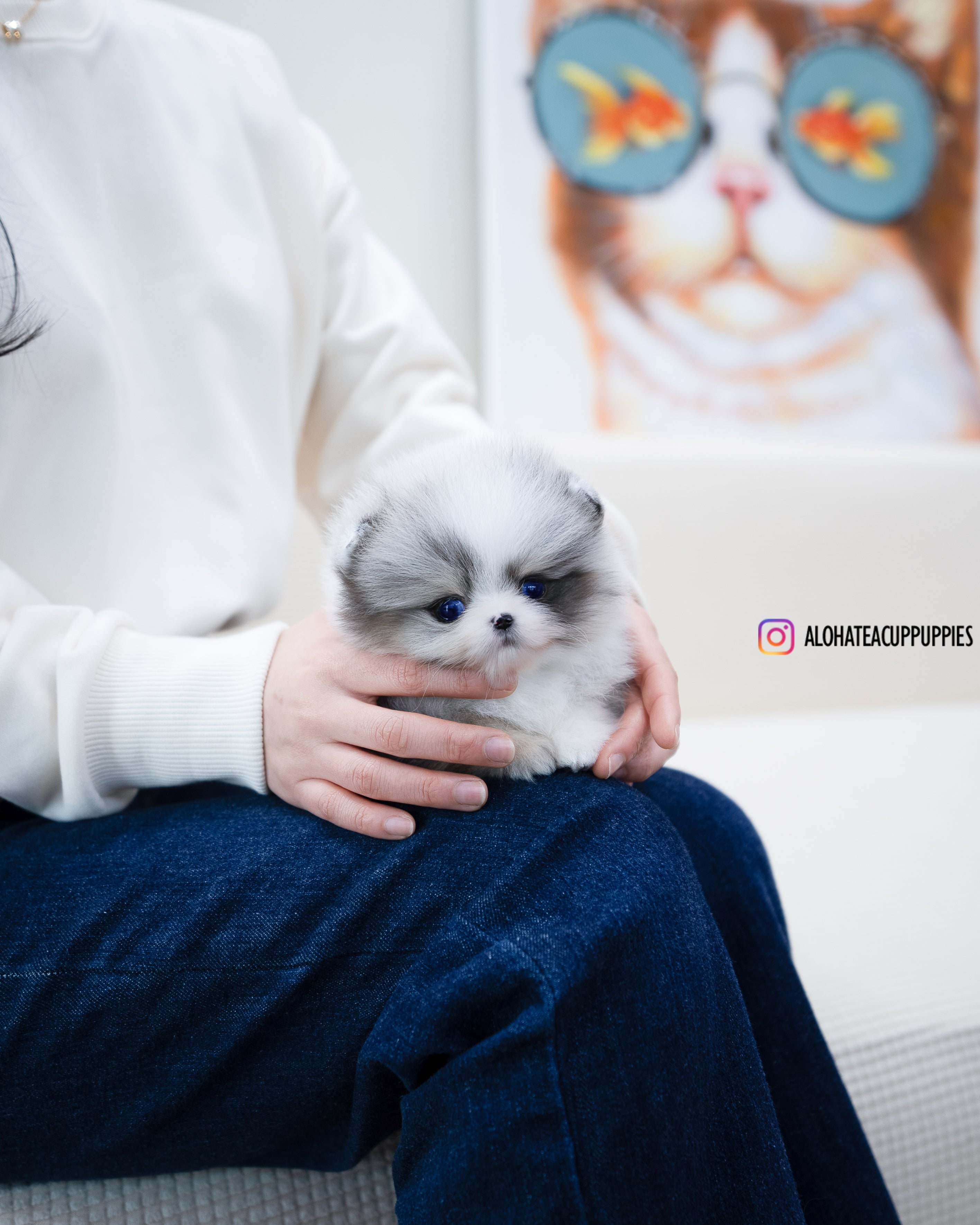 Peach [TEACUP POMERANIAN]