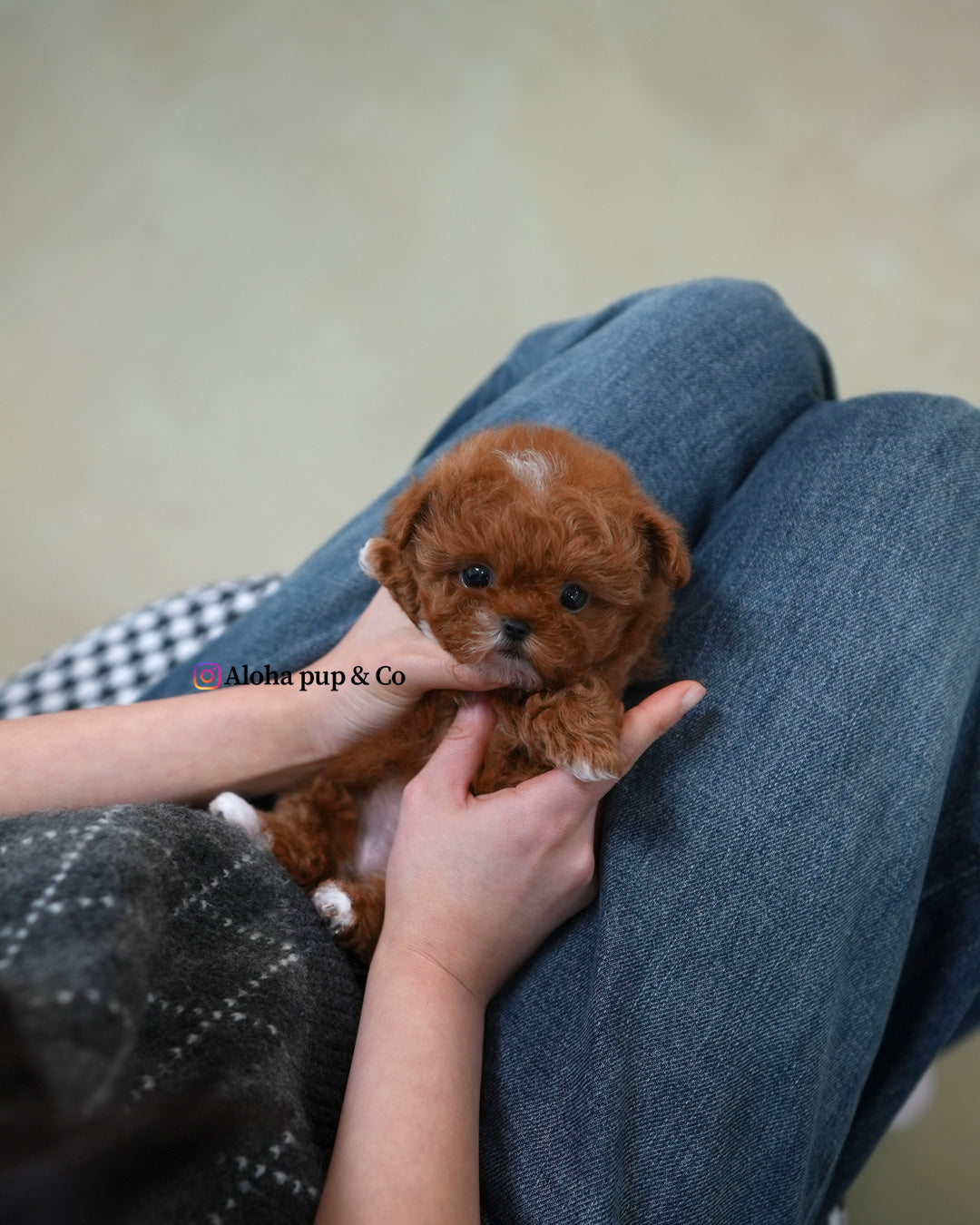Dolly [TEACUP MALTIPOO]