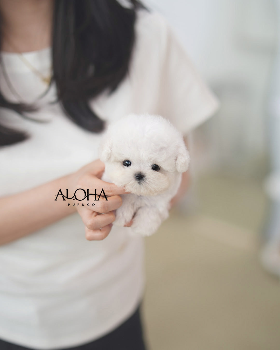 Lola [TEACUP BICHON Frise]