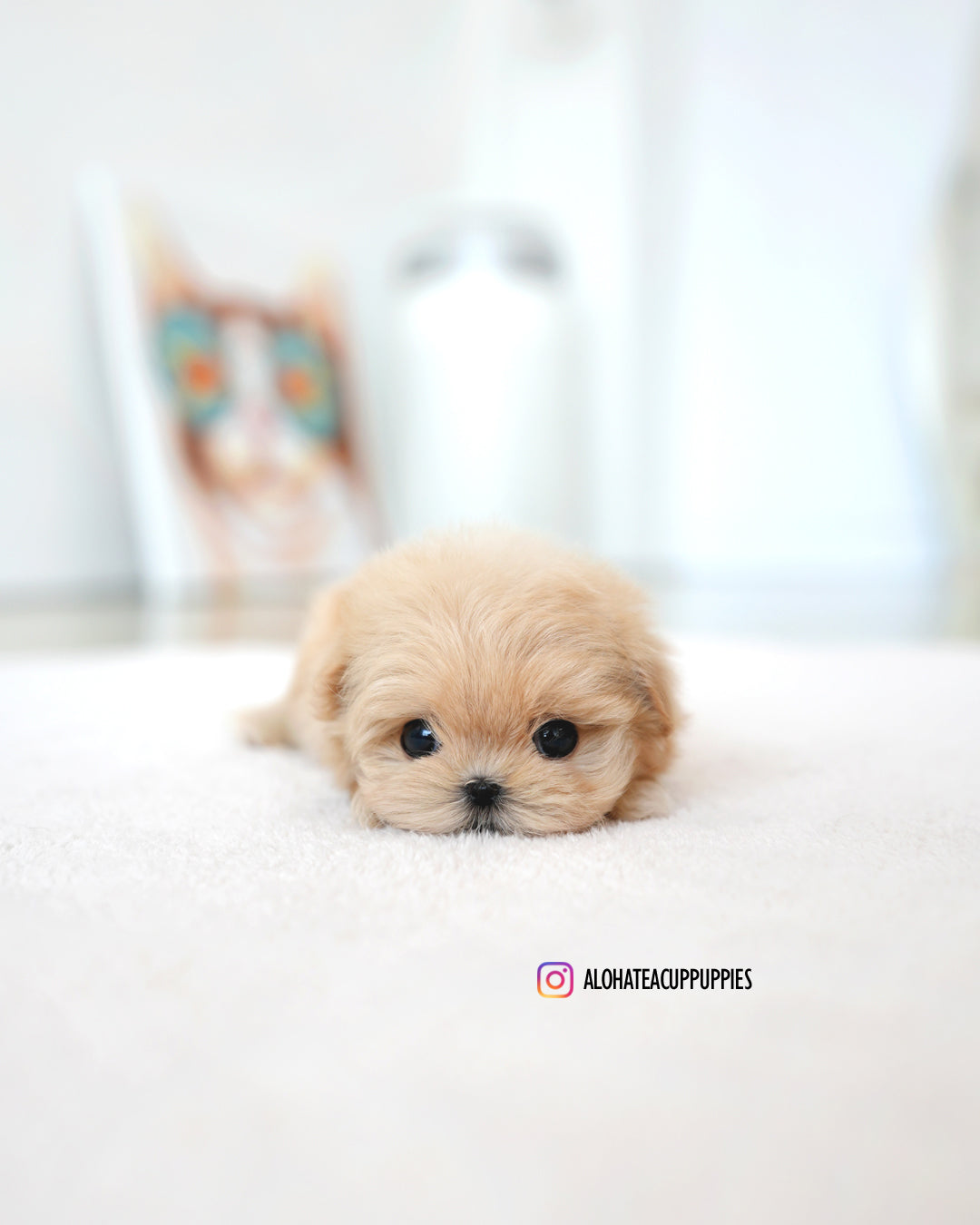 stacy [TEACUP MALTIPOO]