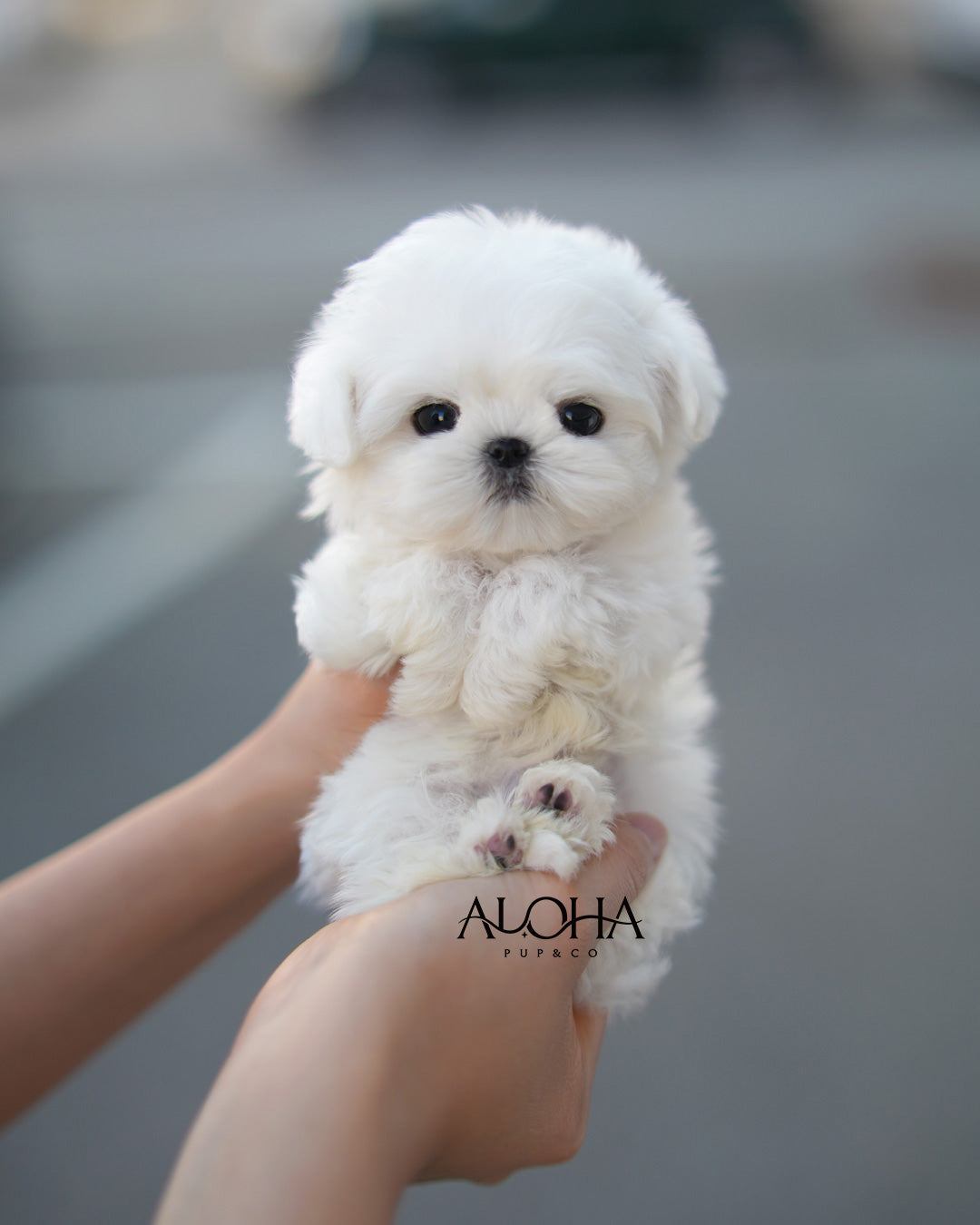 Mallow [TEACUP Maltese]