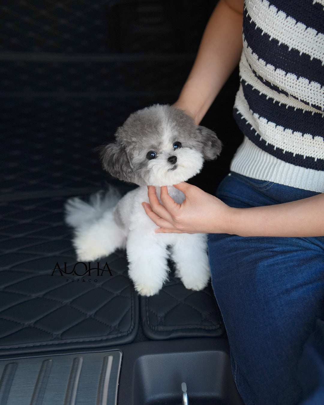 Laurent [Micro Teacup POODLE]