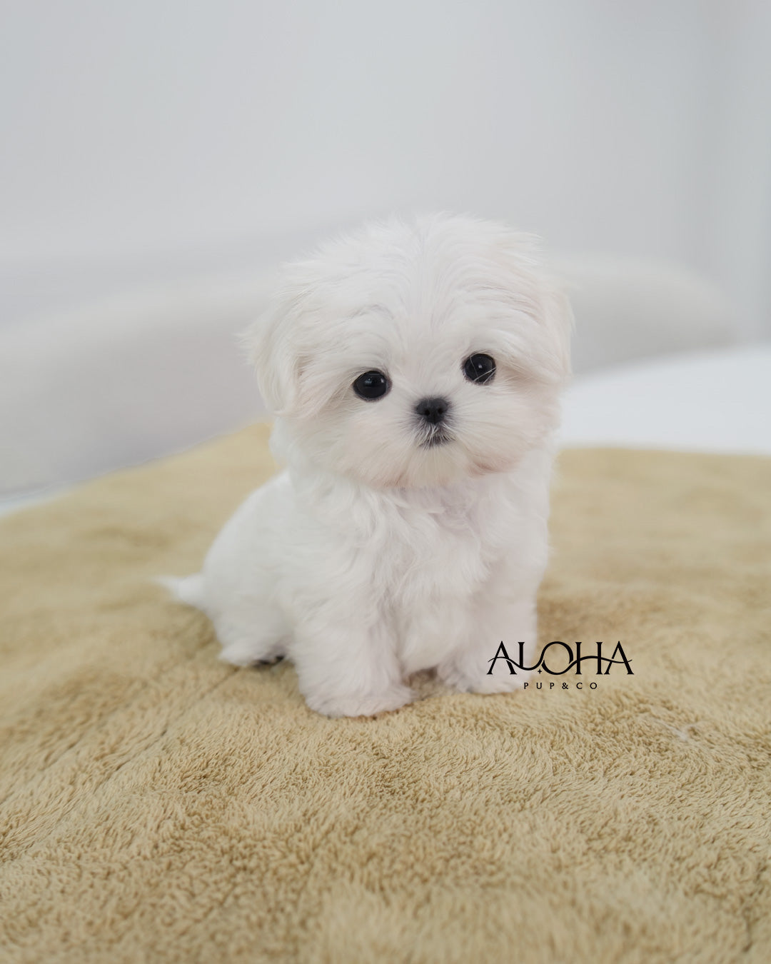 Dove [TEACUP Maltese]