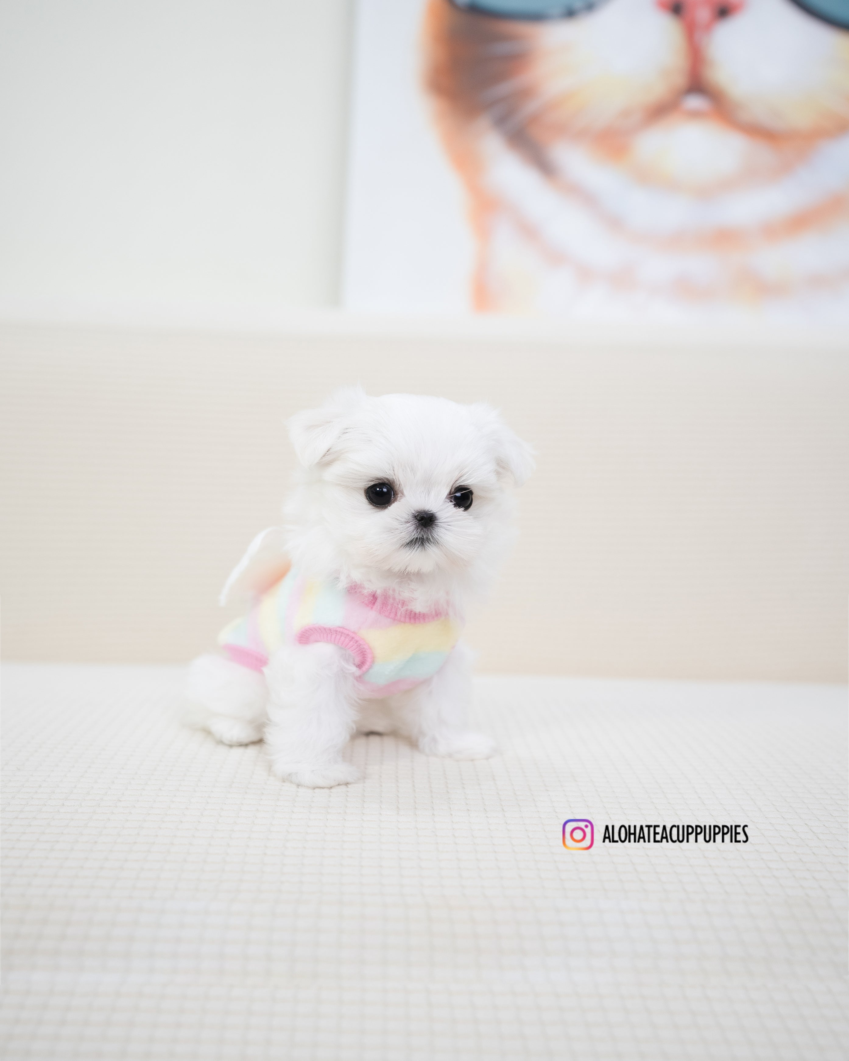 Buzz [TEACUP MALTESE]