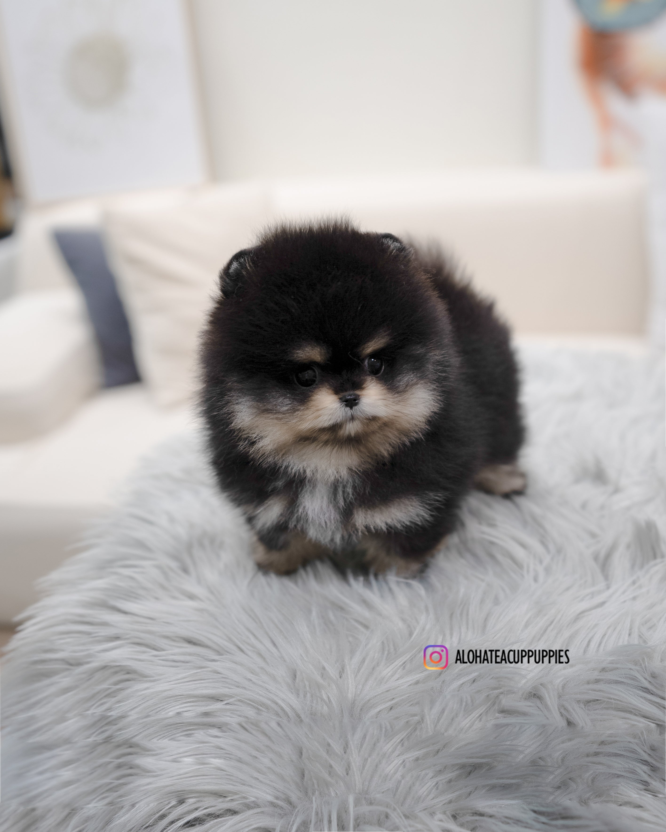 Ryan [TEACUP POMERANIAN]