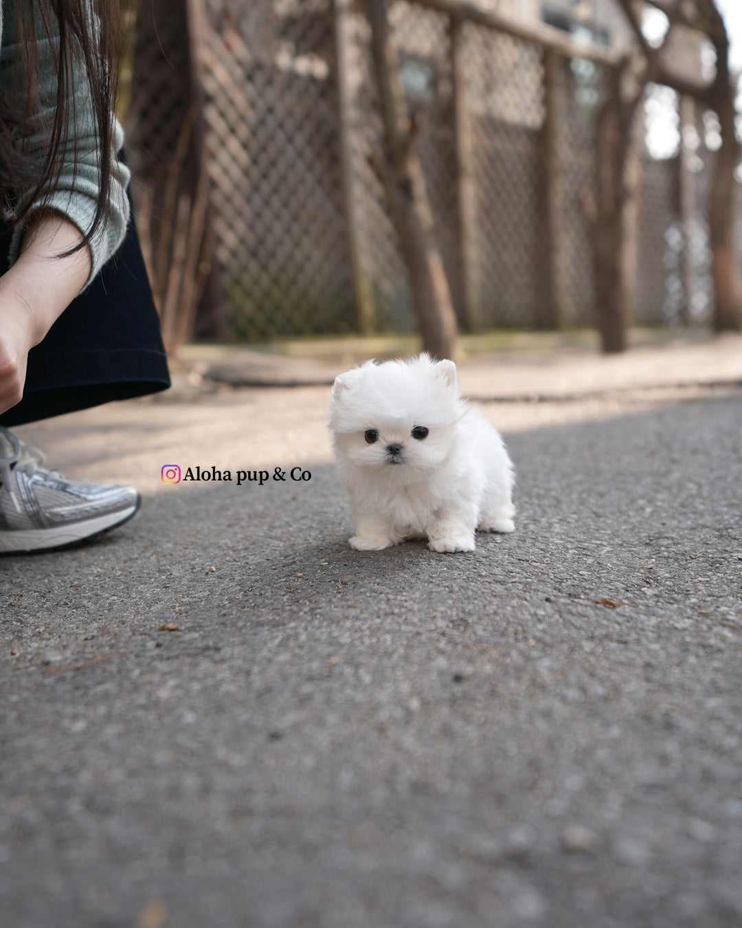 Pobi [TEACUP Maltese]