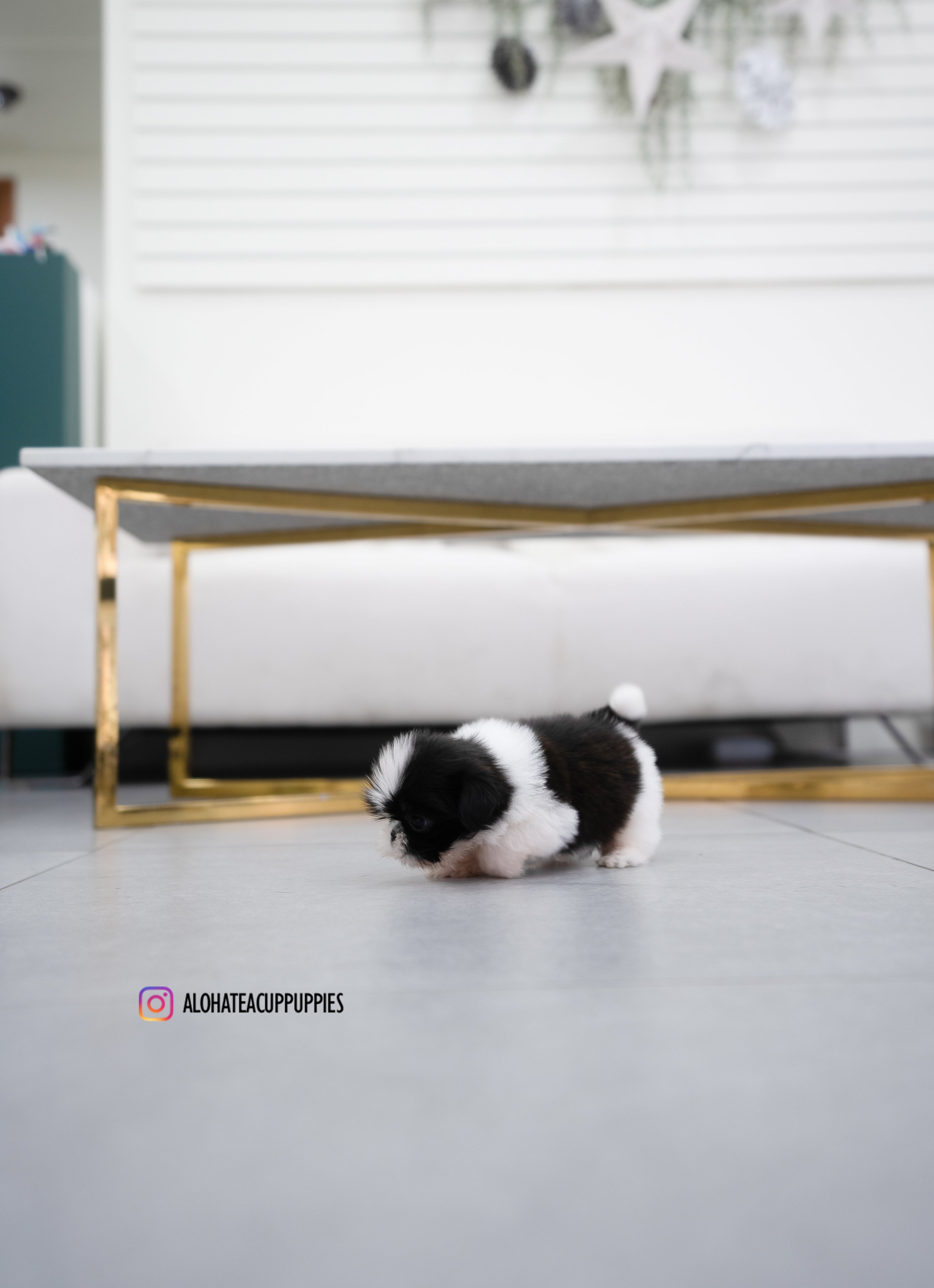 Dewey [TEACUP SHIHTZU]