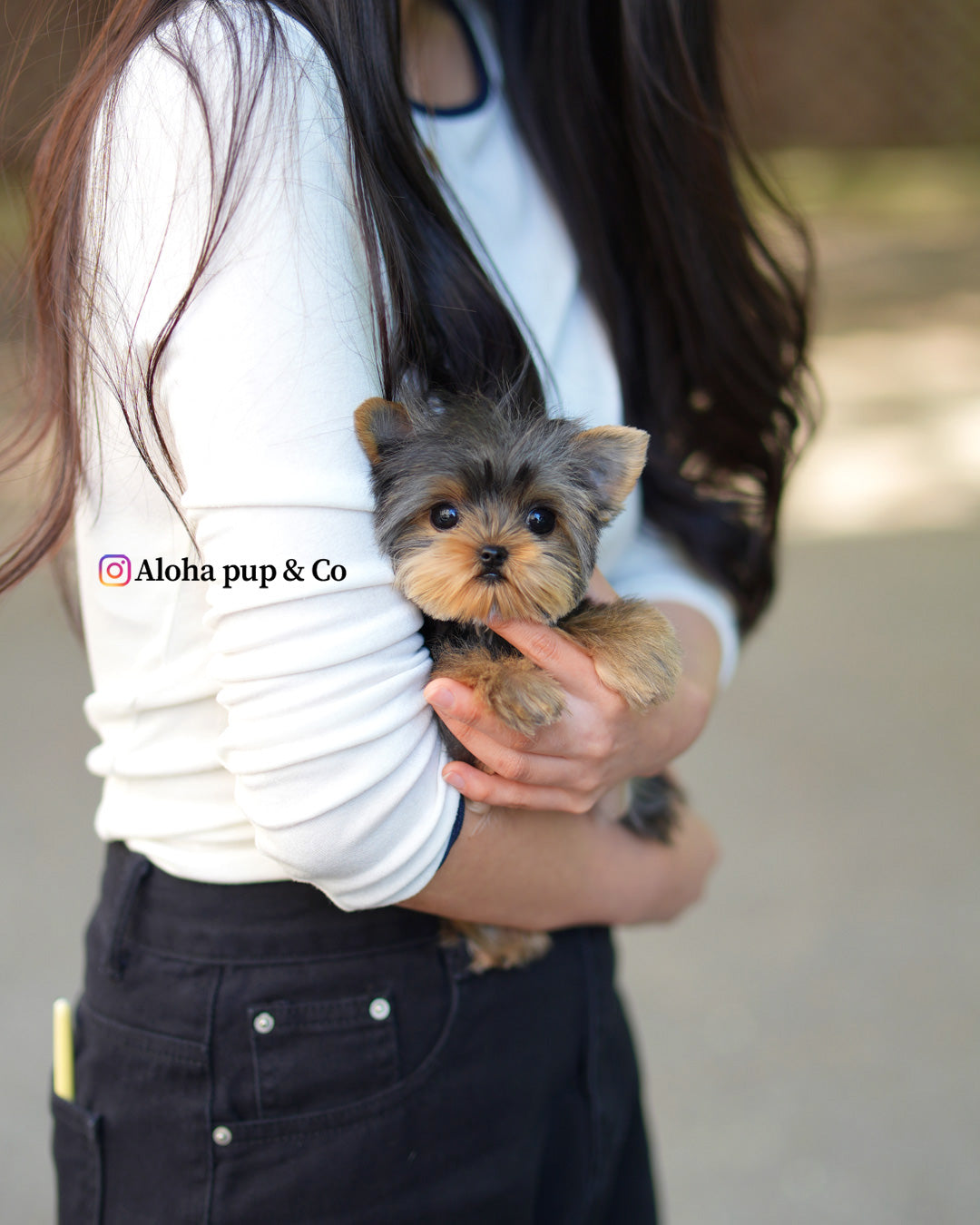 Iris [Teacup Yorkie]