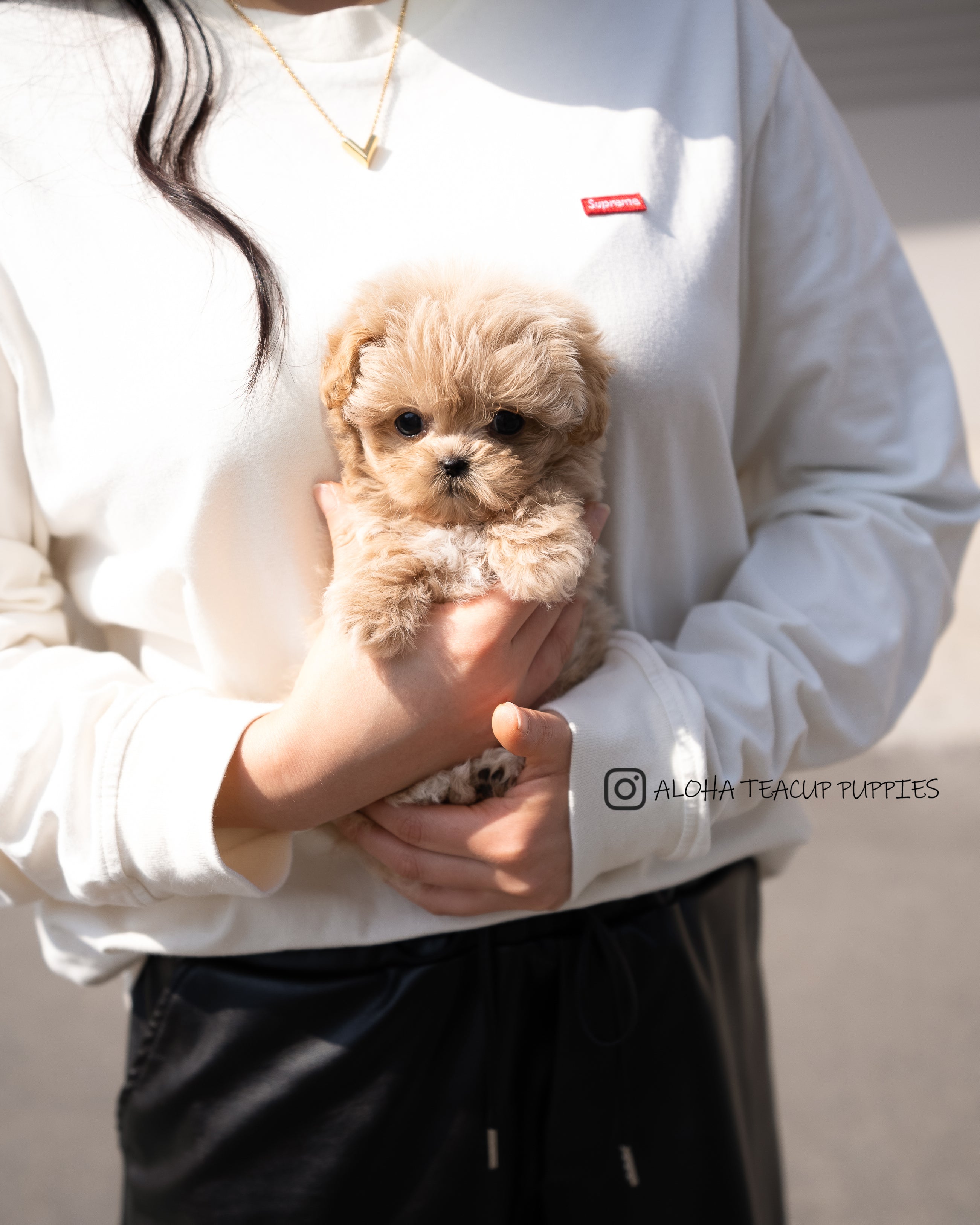 Mabel [TEACUP MALTIPOO]