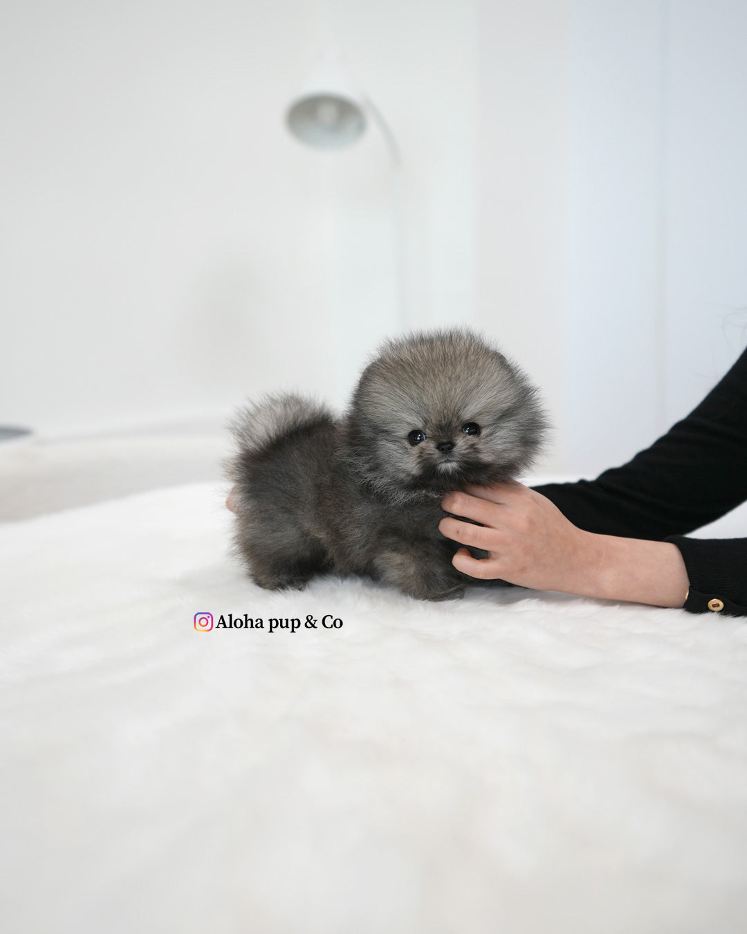 Dodo [POMERANIA TAZA DE TÉ]