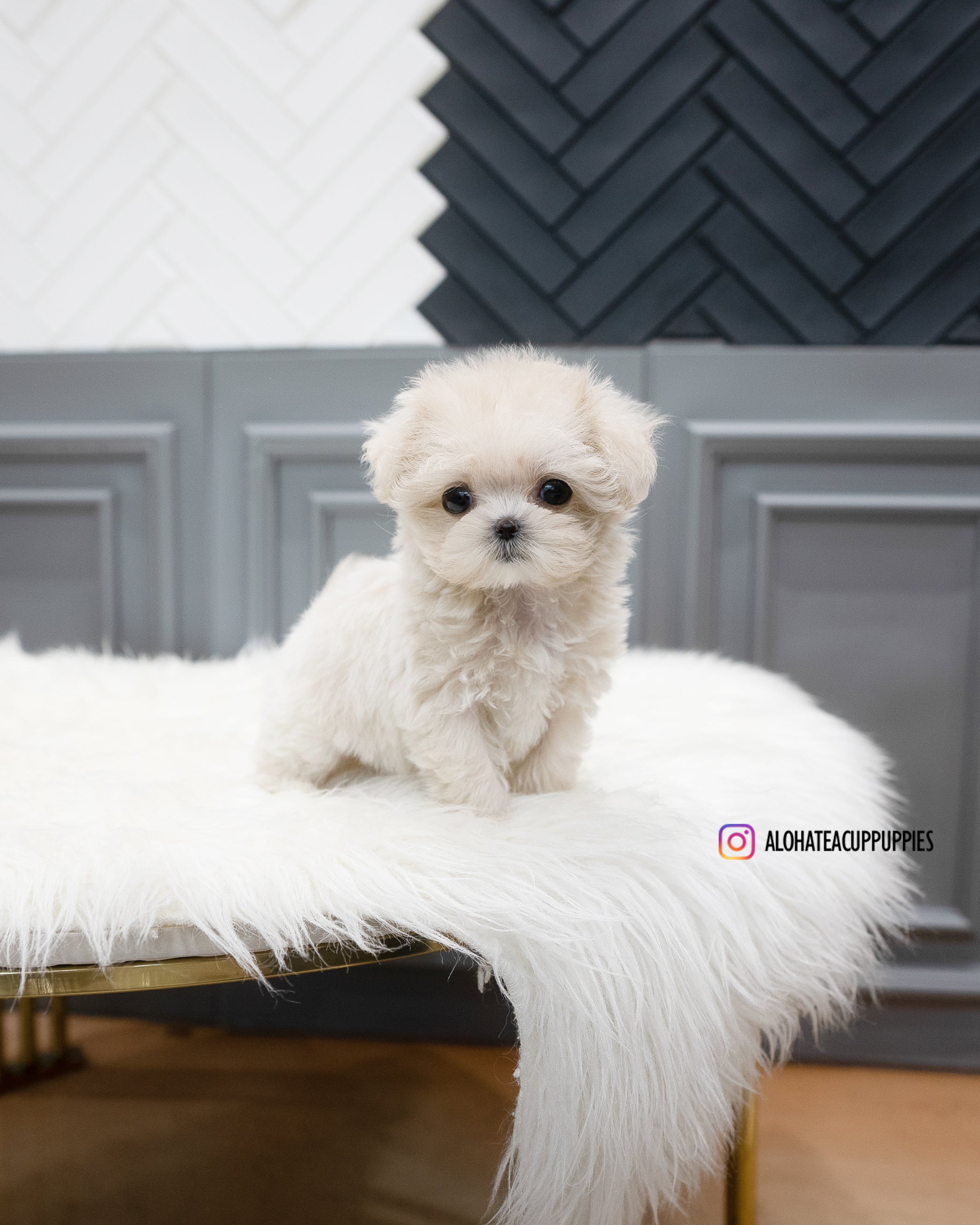 Zara [TEACUP MALTIPOO]