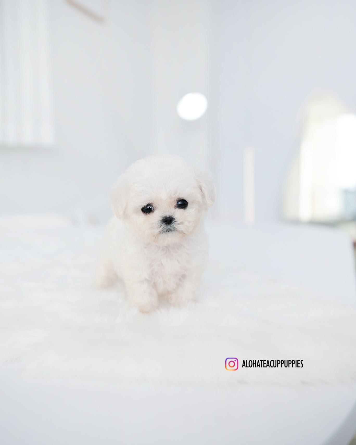 Mong [BICHÓN TAZA DE TÉ]