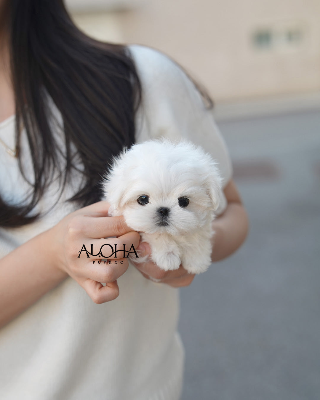 Poe [TEACUP Maltese]