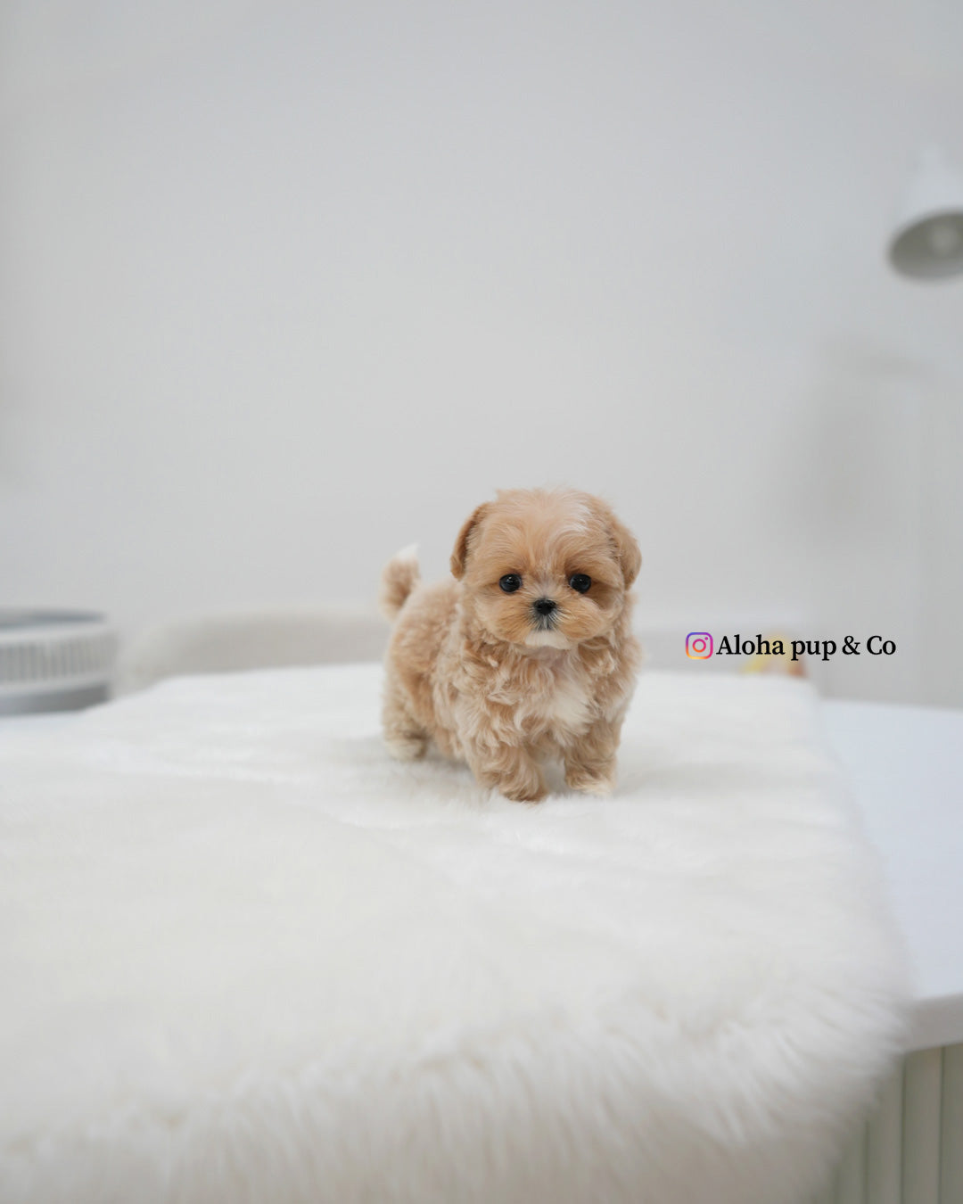 Cici [TEACUP MALTIPOO]