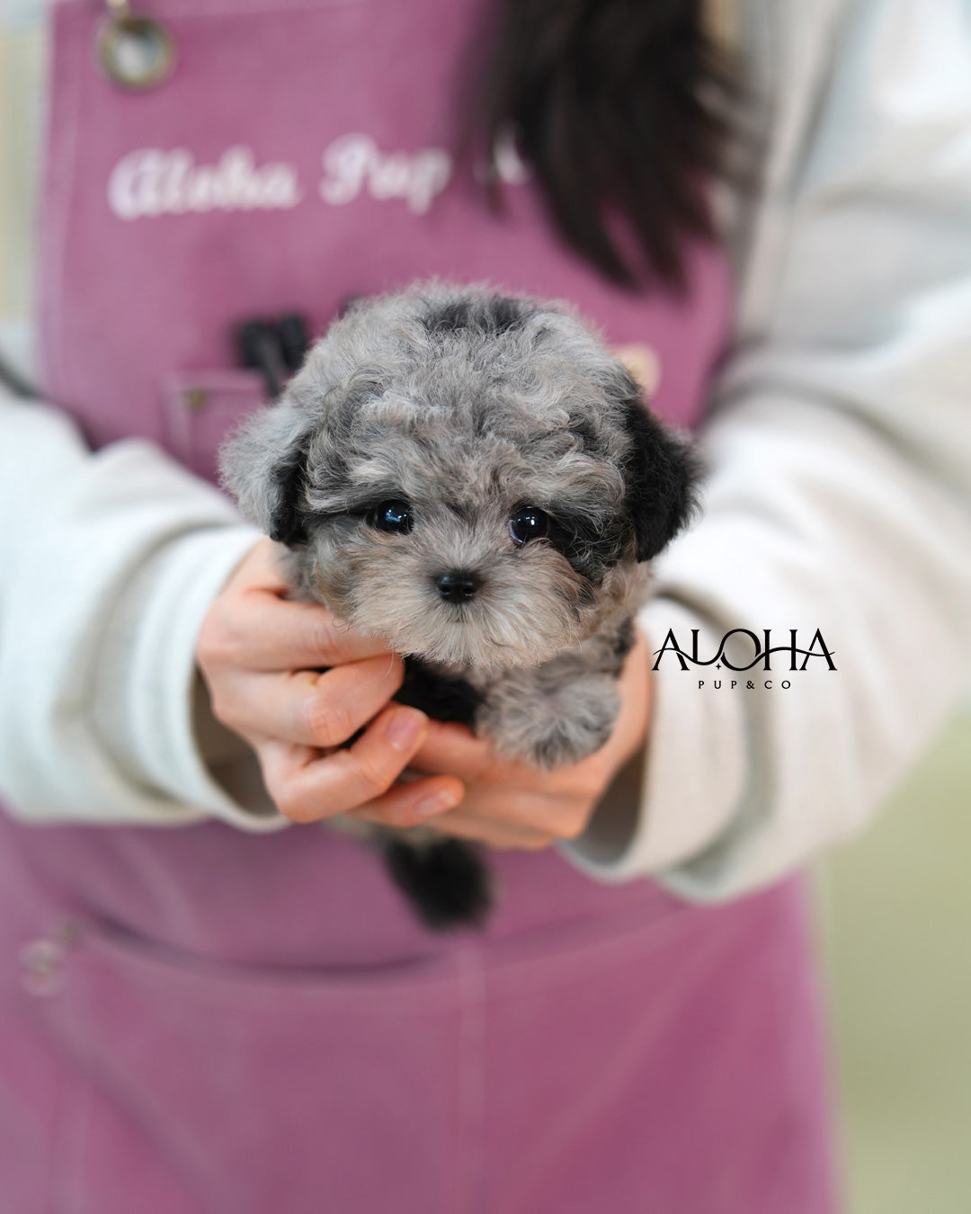 Ash [Mini POODLE]