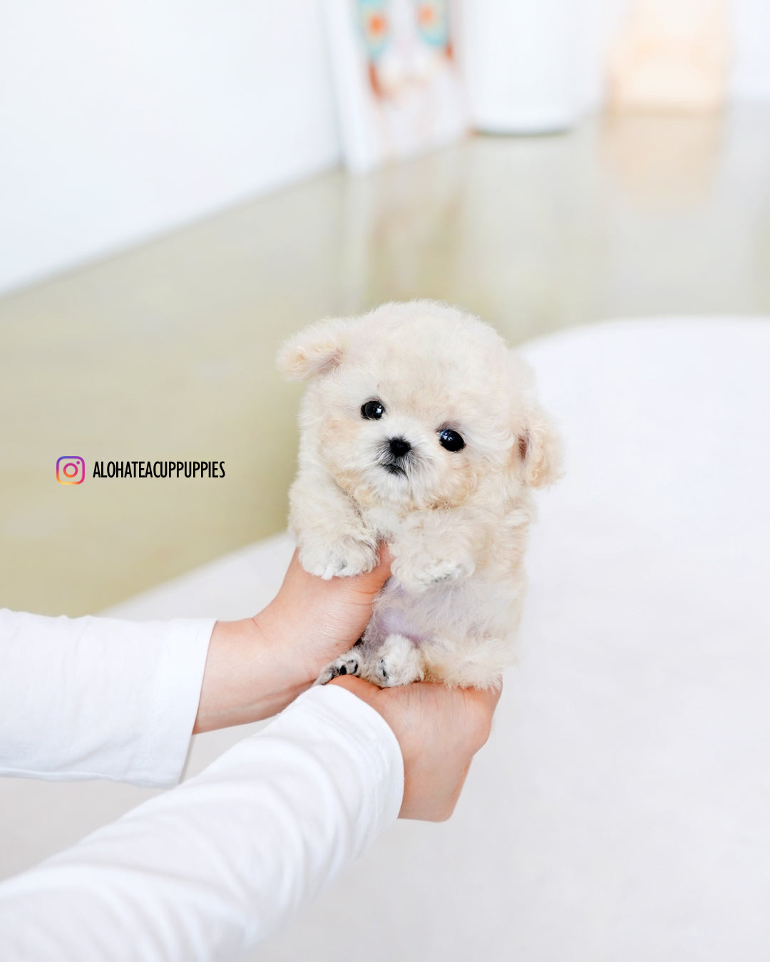 Mochi [TEACUP POODLE]